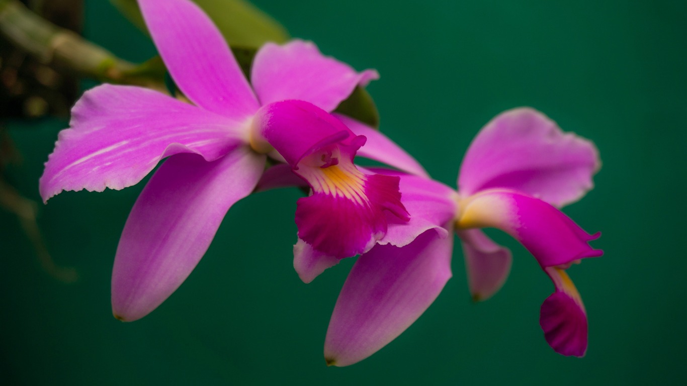 Cattleya Orchids Images Wallpapers