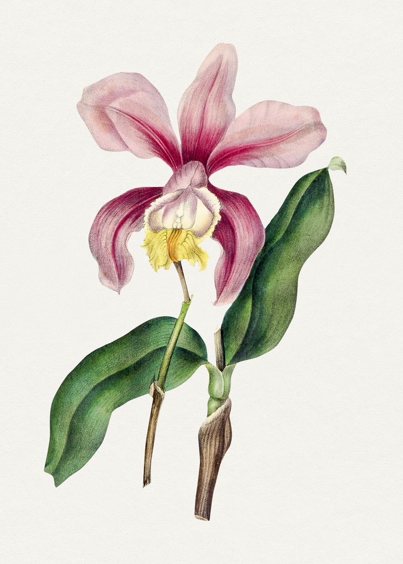 Cattleya Orchids Images Wallpapers