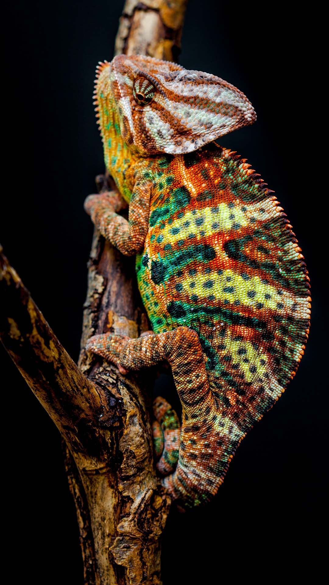 Chameleon Iphone Wallpapers