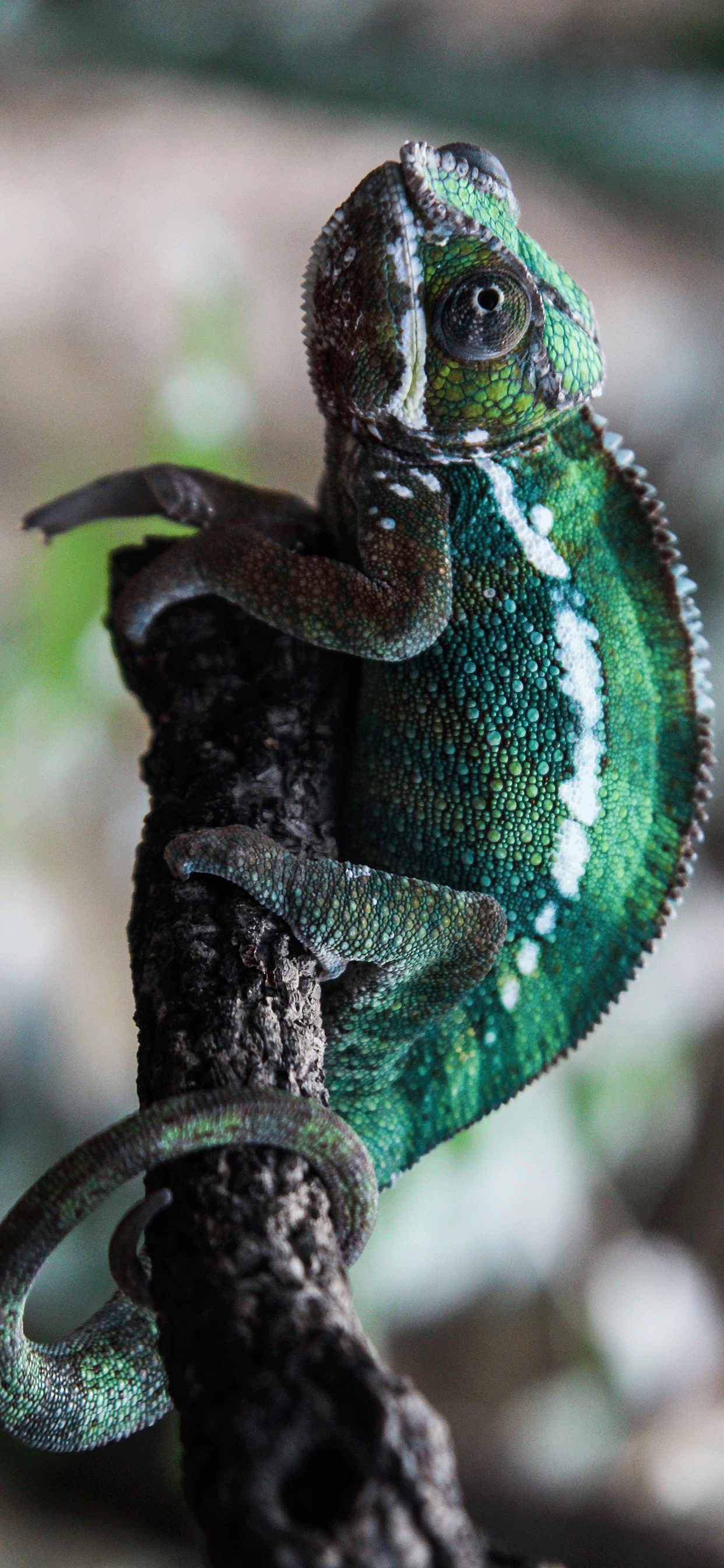 Chameleon Iphone Wallpapers