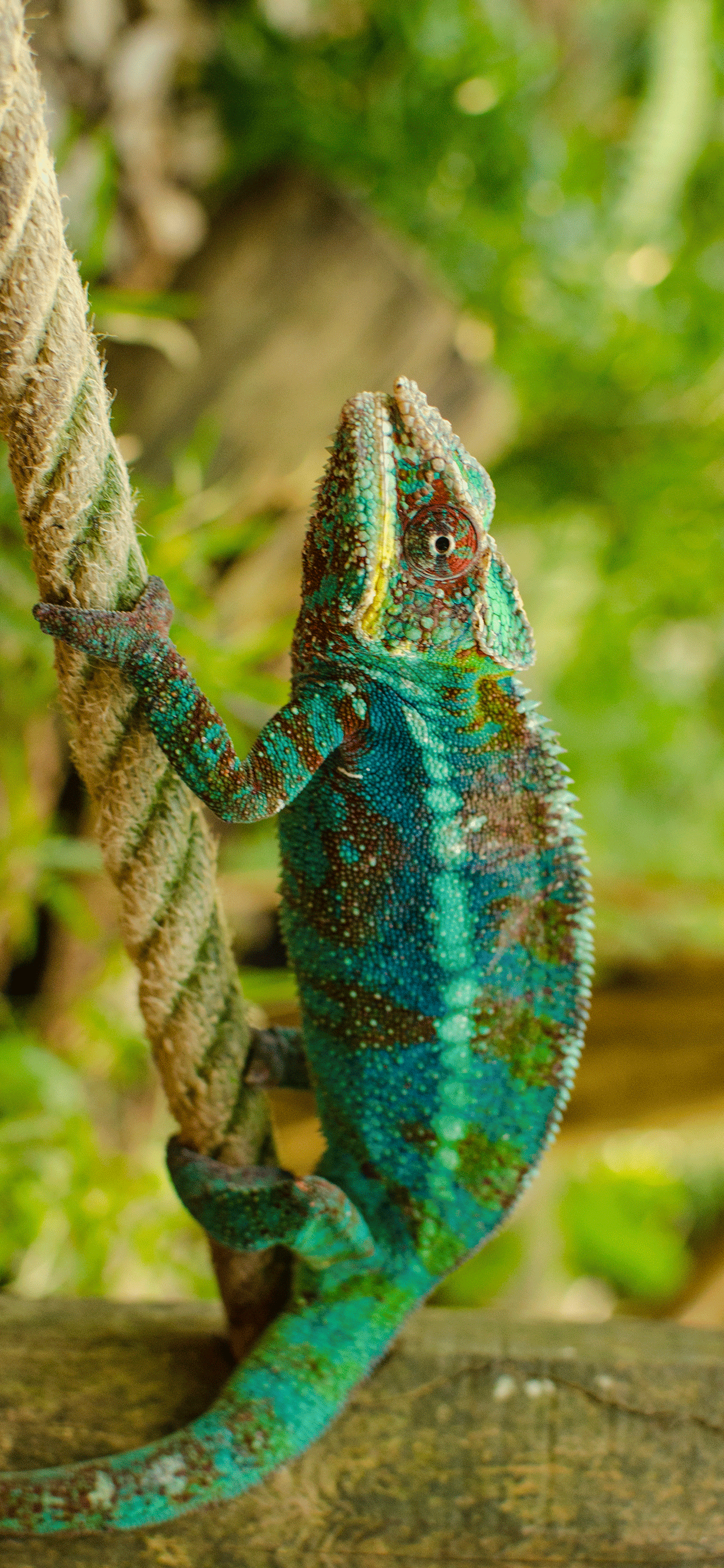 Chameleon Iphone Wallpapers