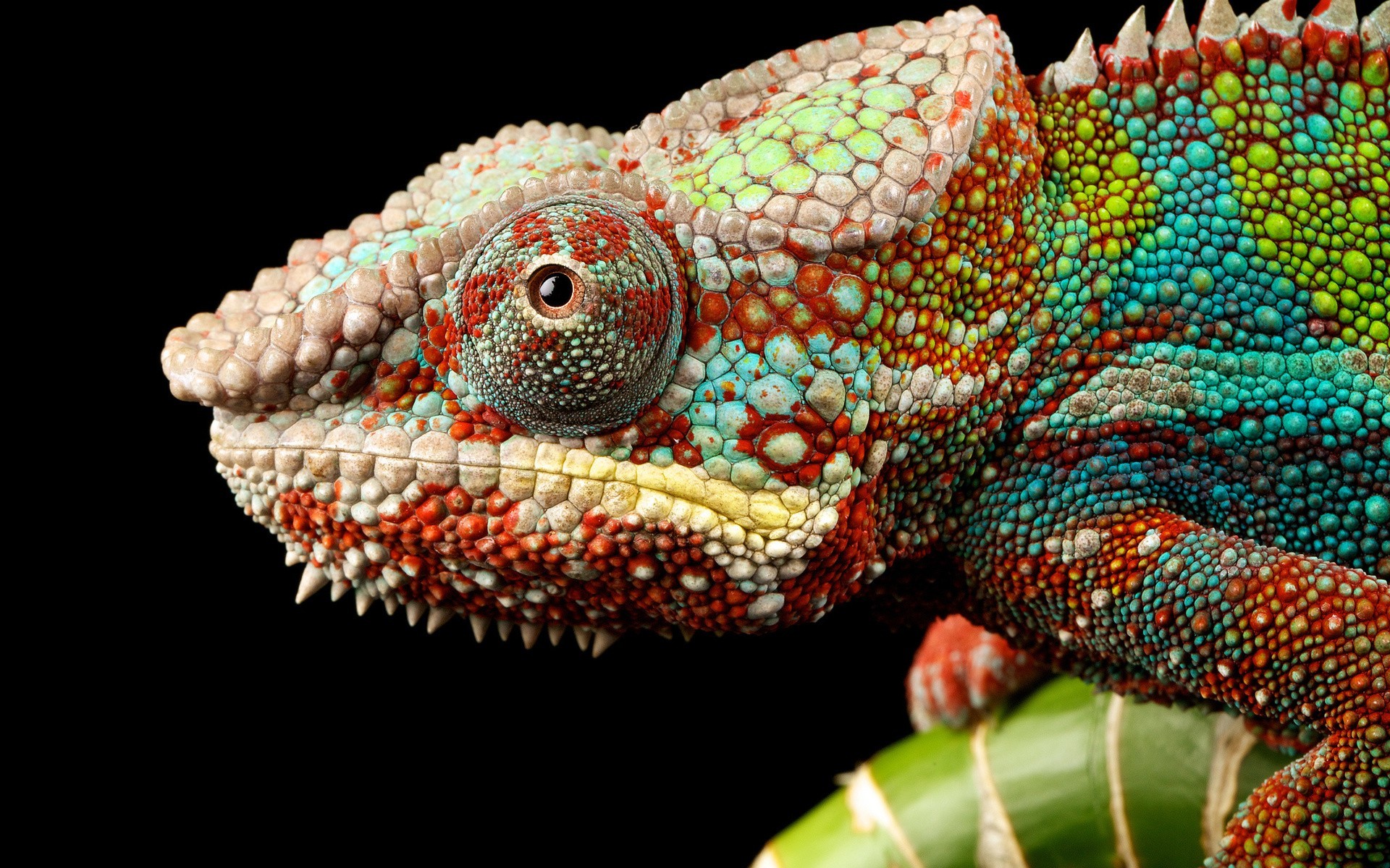 Chameleon Iphone Wallpapers