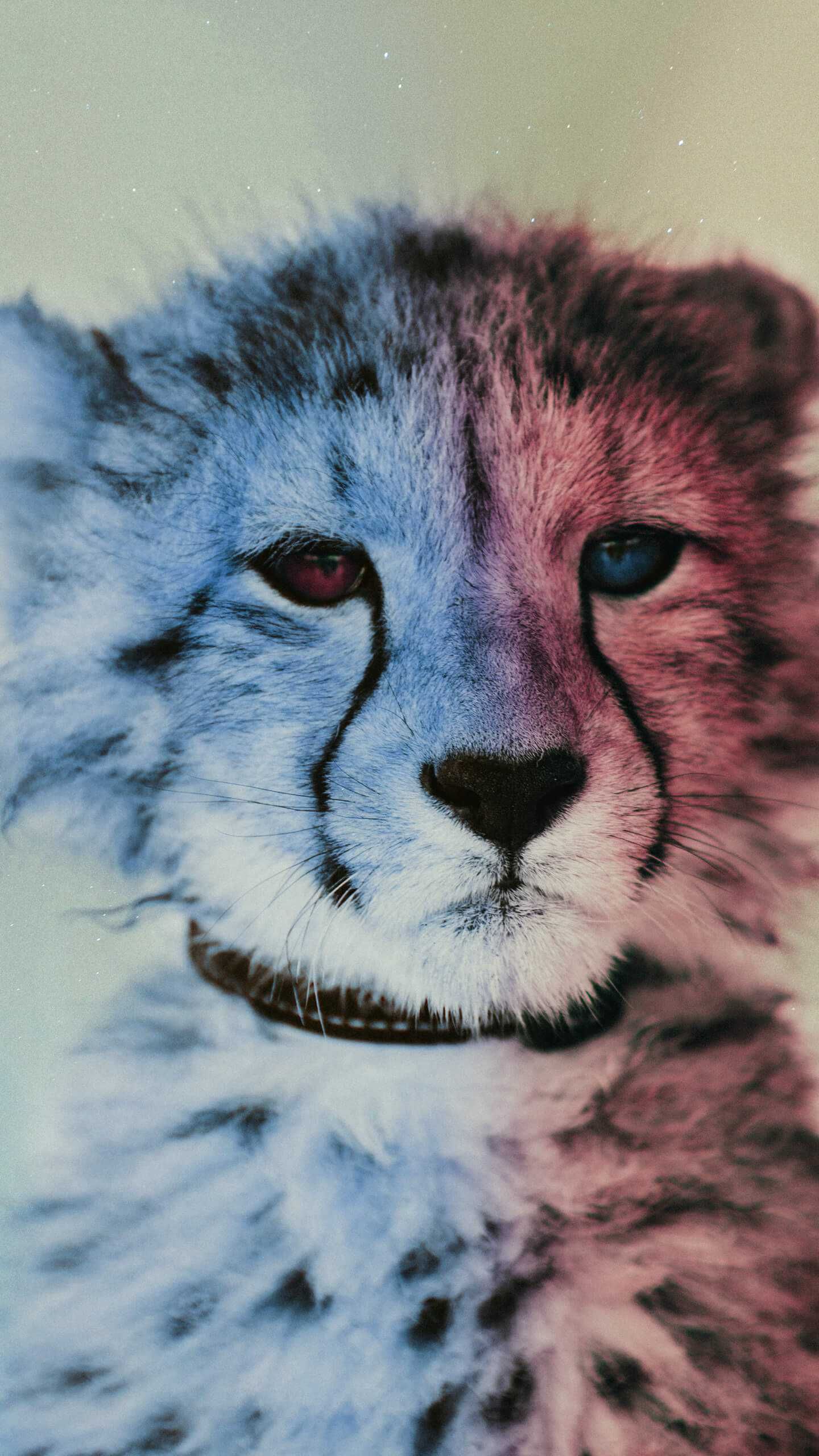 Cheetah Iphone Wallpapers