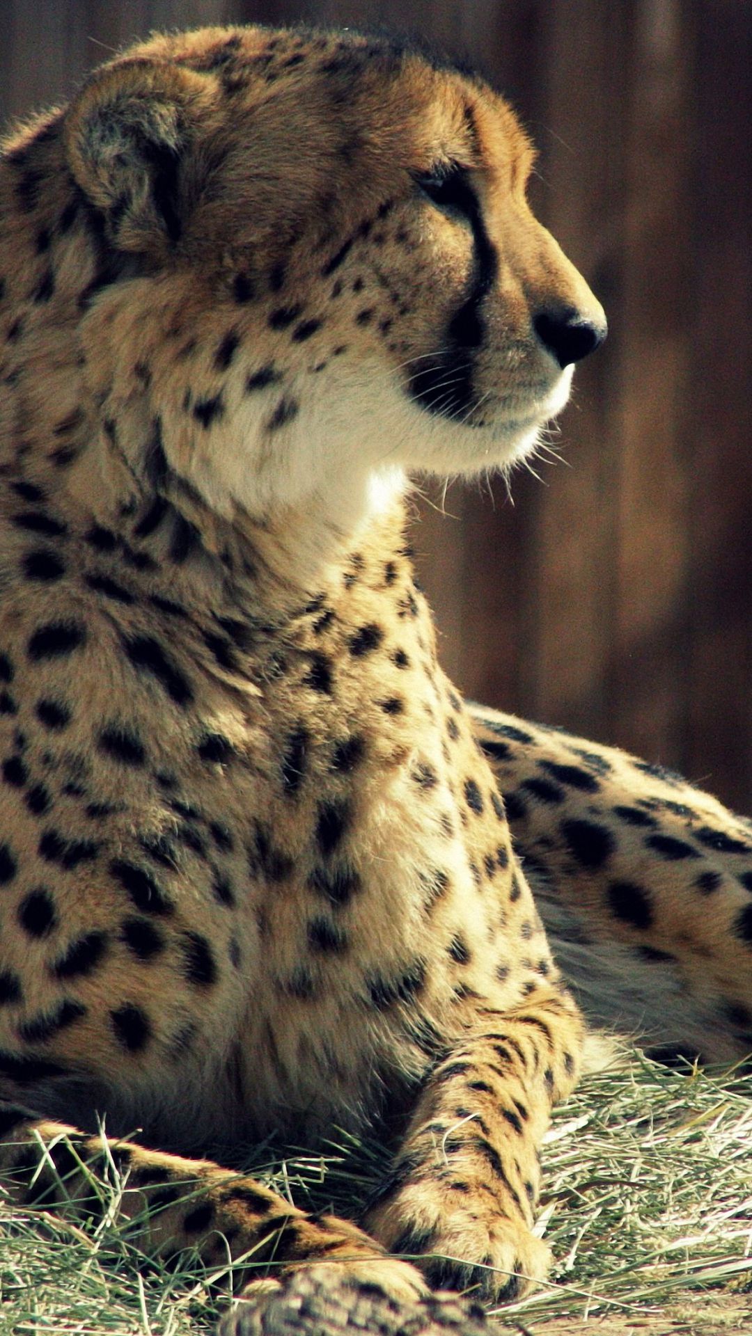 Cheetah Iphone Wallpapers