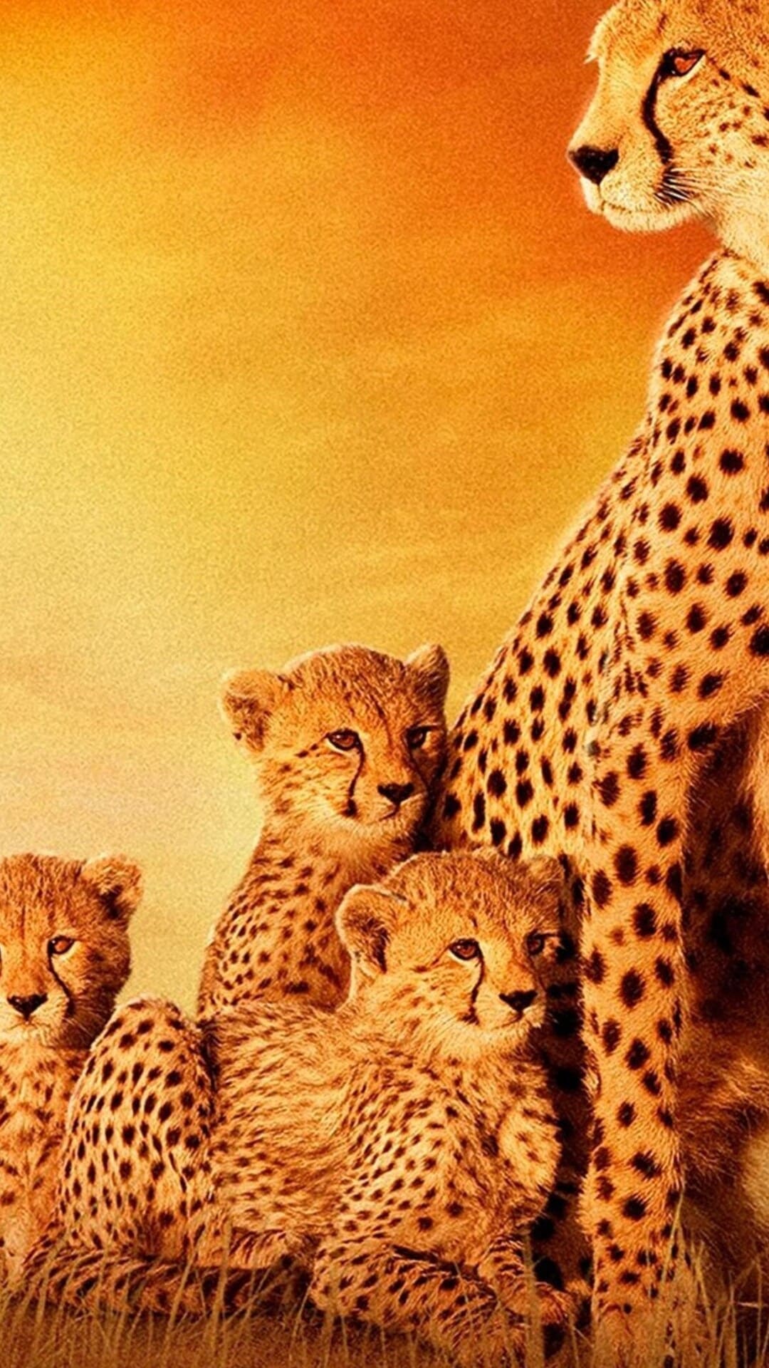 Cheetah Iphone Wallpapers