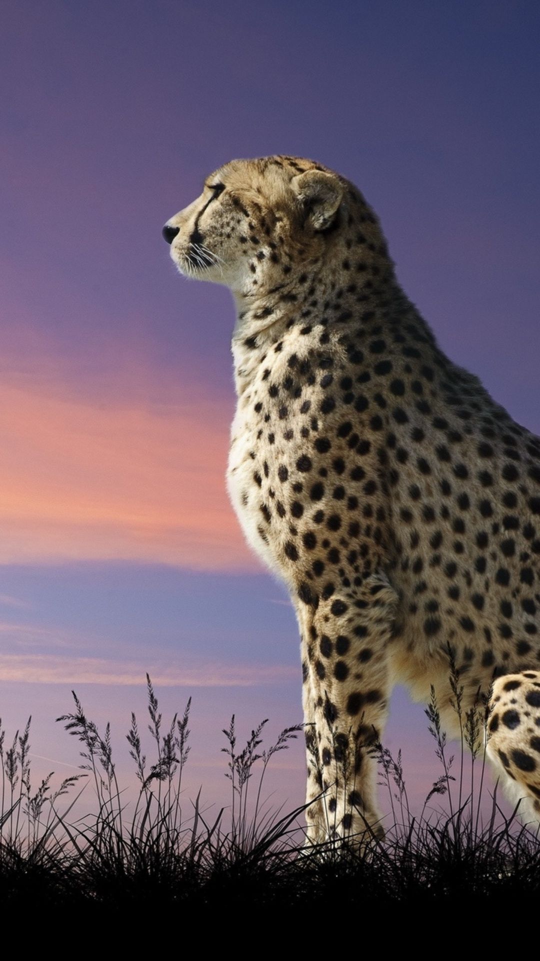 Cheetah Iphone Wallpapers