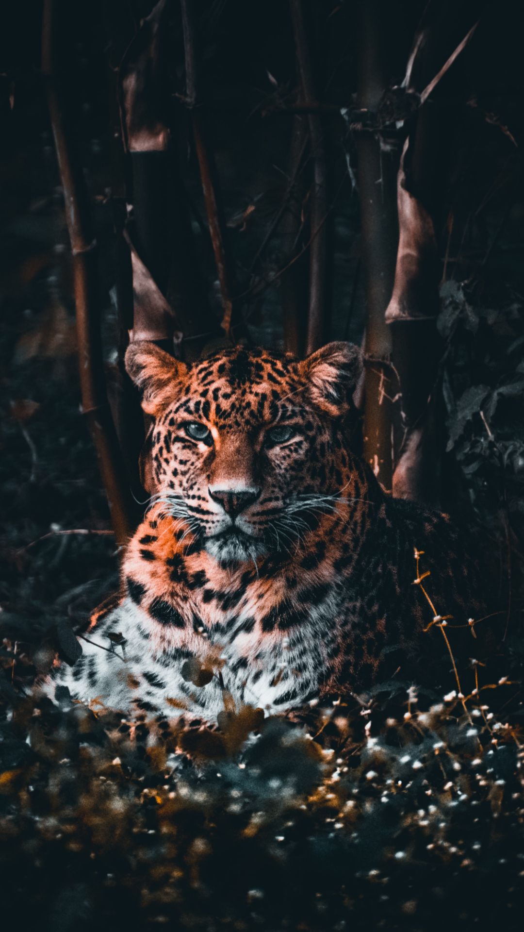 Cheetah Iphone Wallpapers