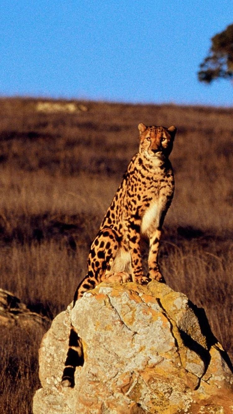 Cheetah Iphone Wallpapers