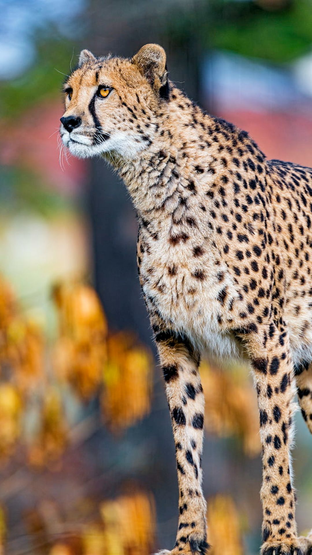 Cheetah Iphone Wallpapers