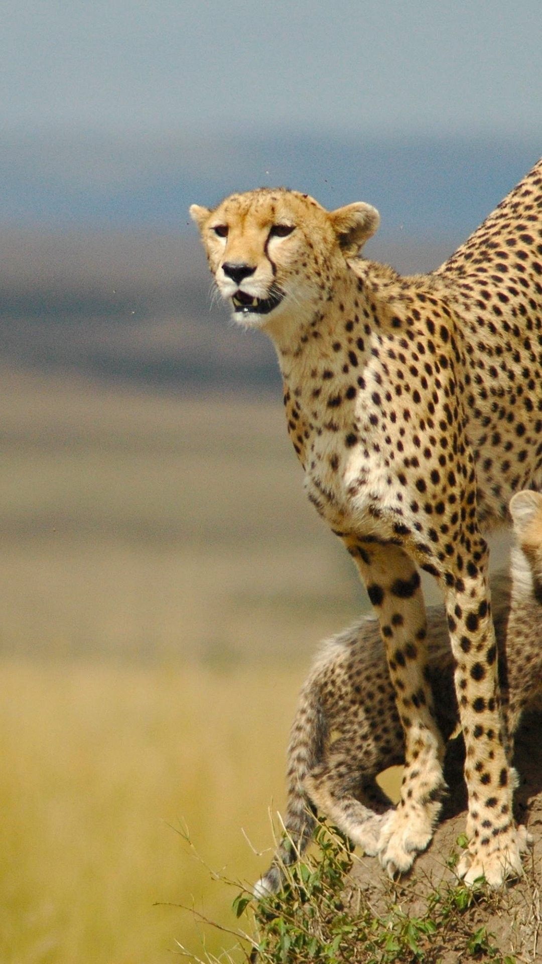 Cheetah Iphone Wallpapers