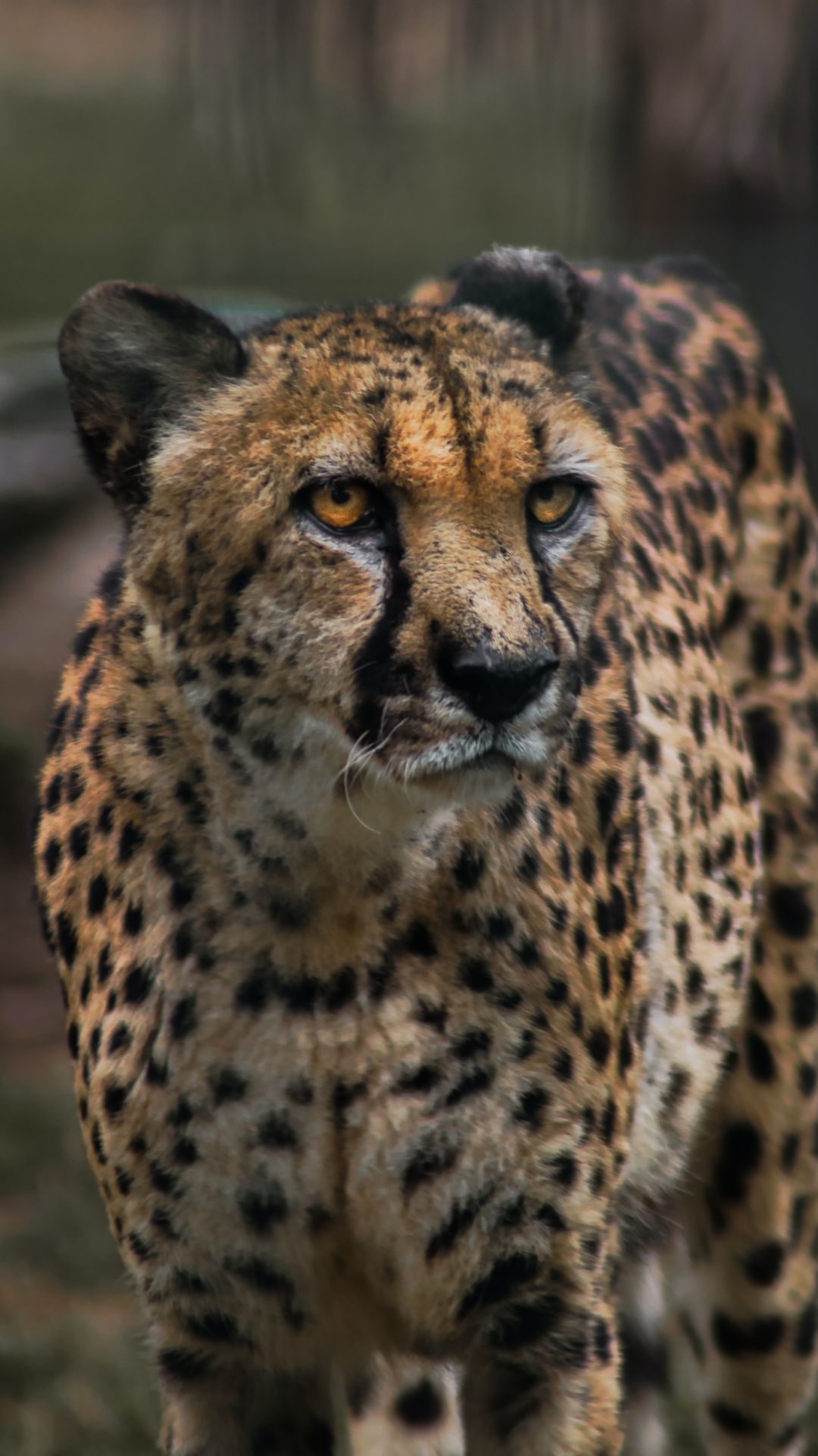 Cheetah Iphone Wallpapers