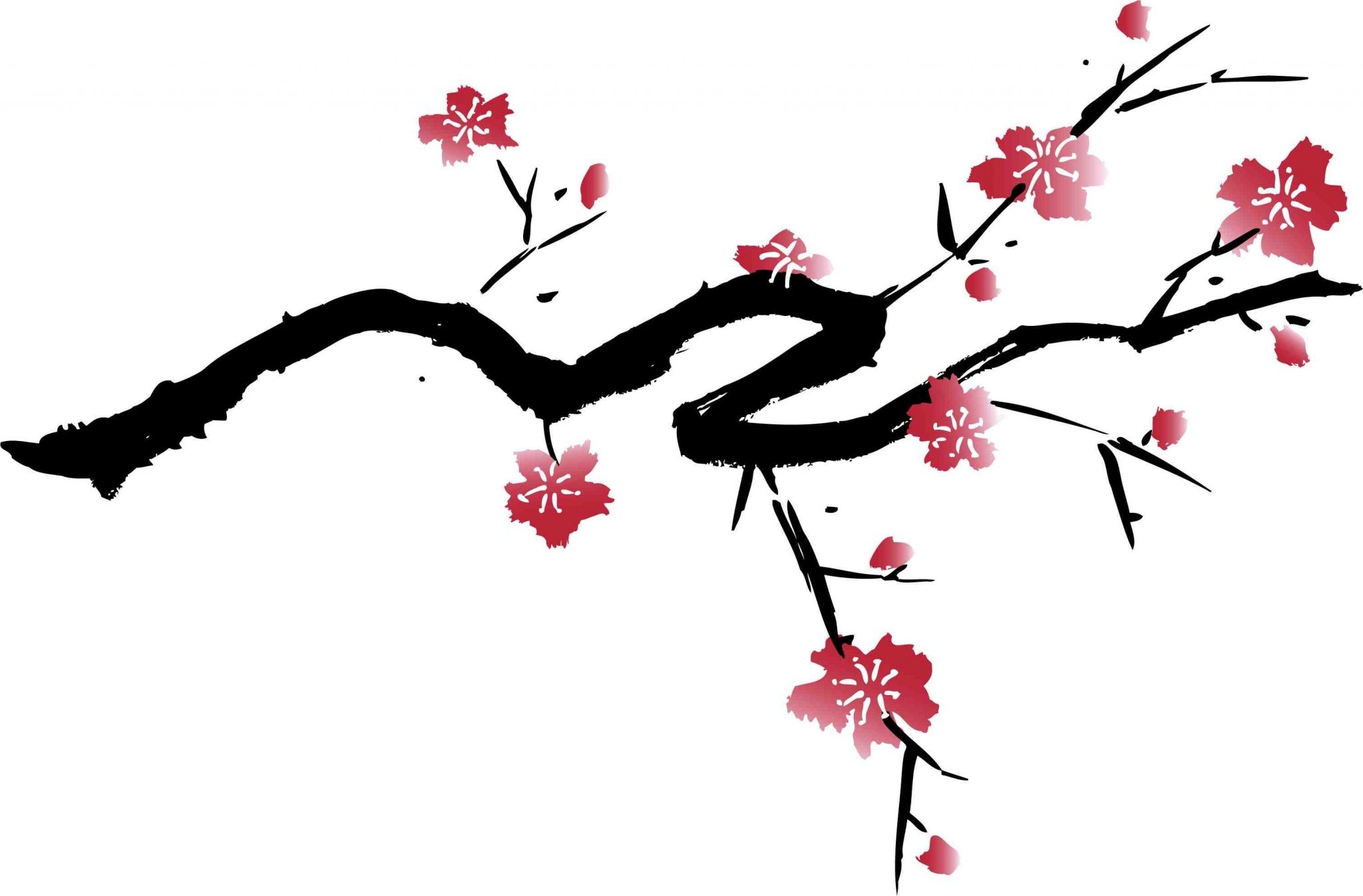 Cherry Blossom Drawing Wallpapers