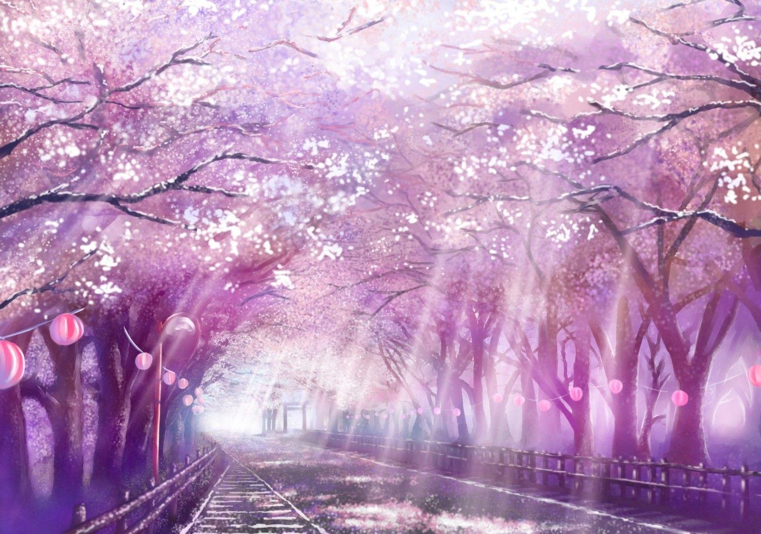 Cherry Blossom Drawing Wallpapers