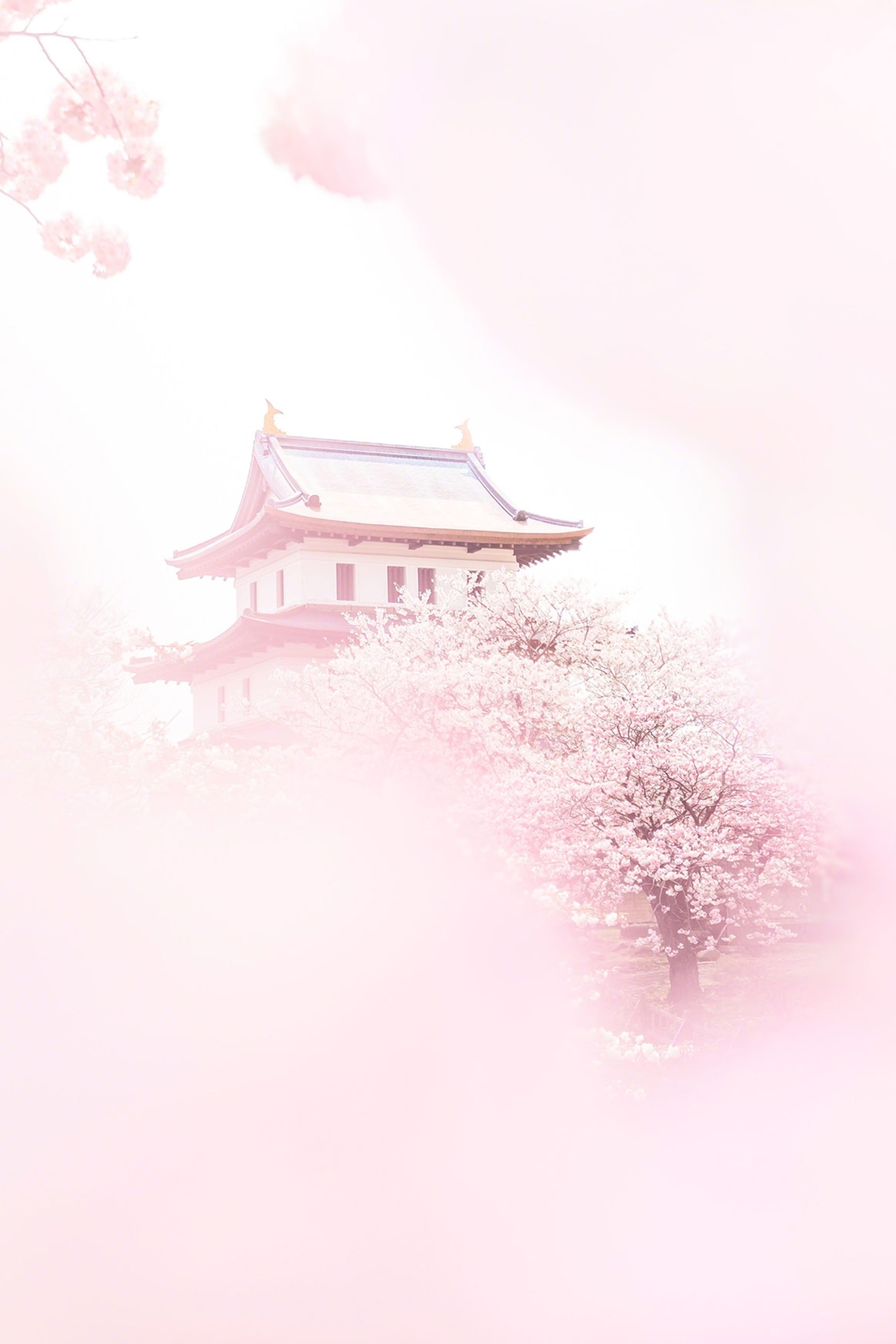 Cherry Blossom Drawing Wallpapers