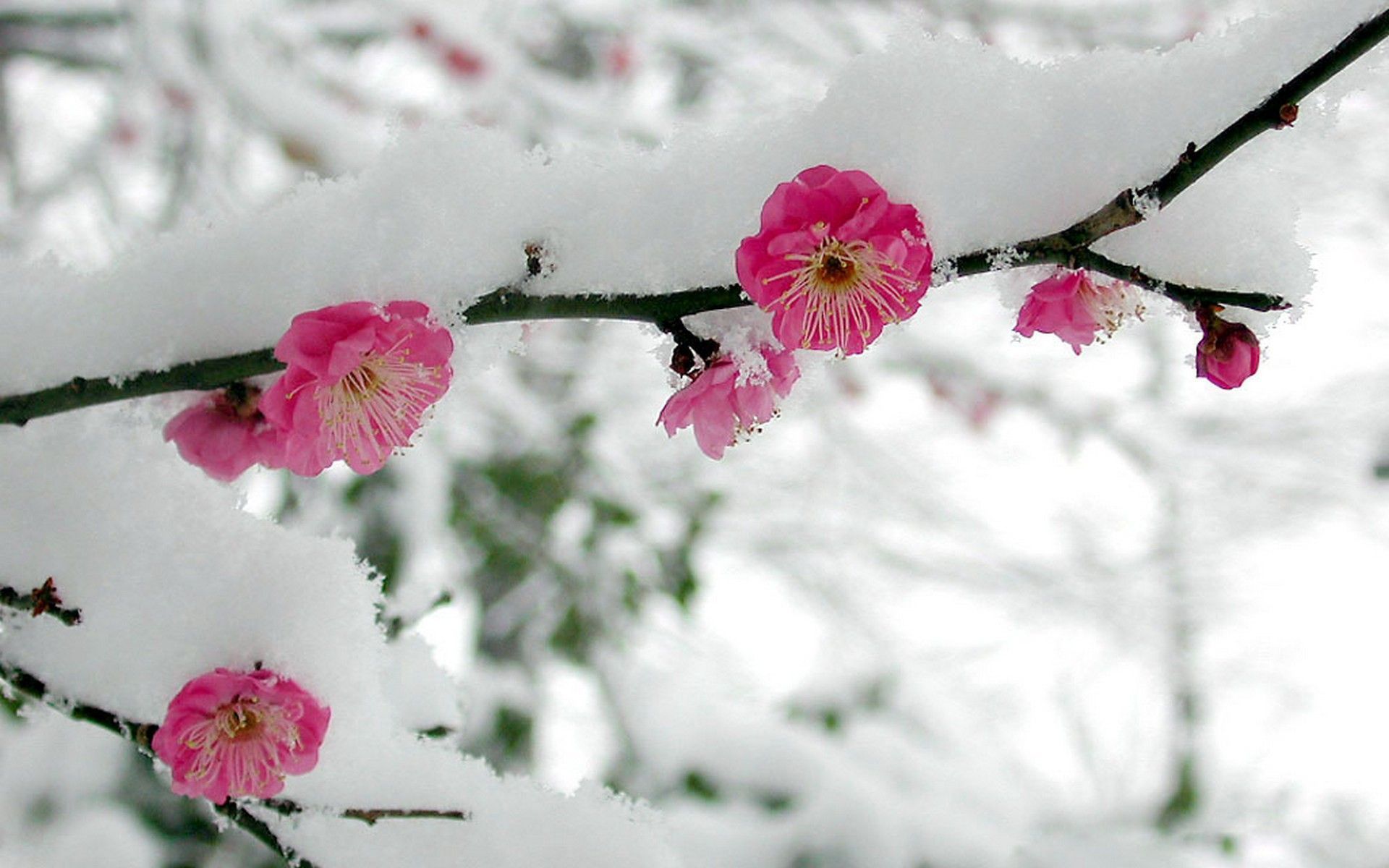 Cherry Blossom In The Winter Wallpapers