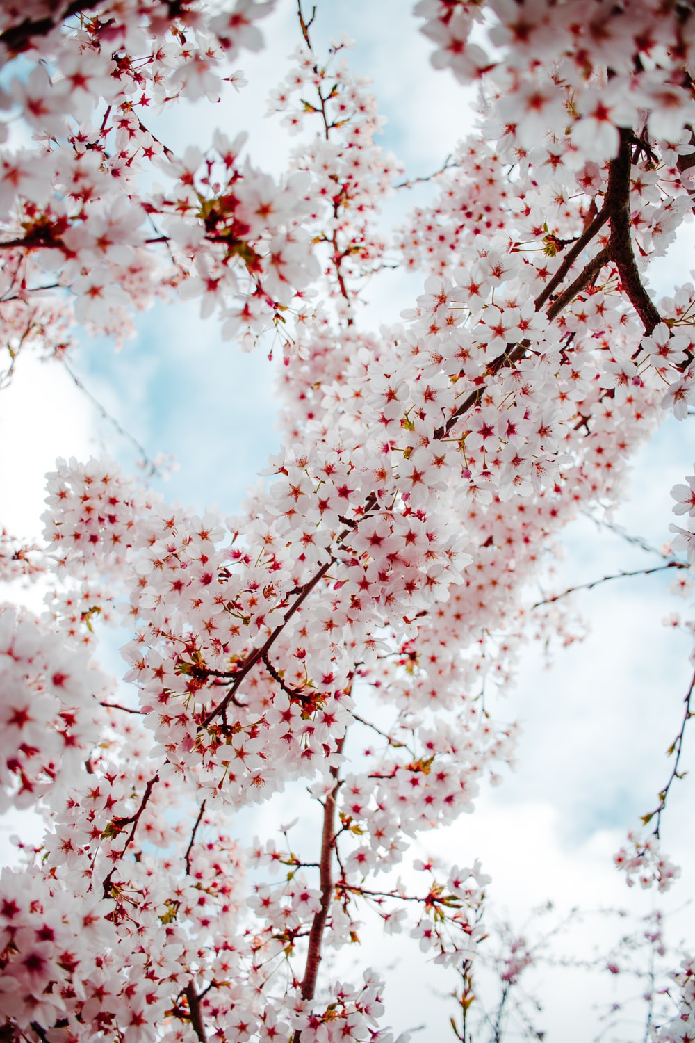 Cherry Blossom In The Winter Wallpapers