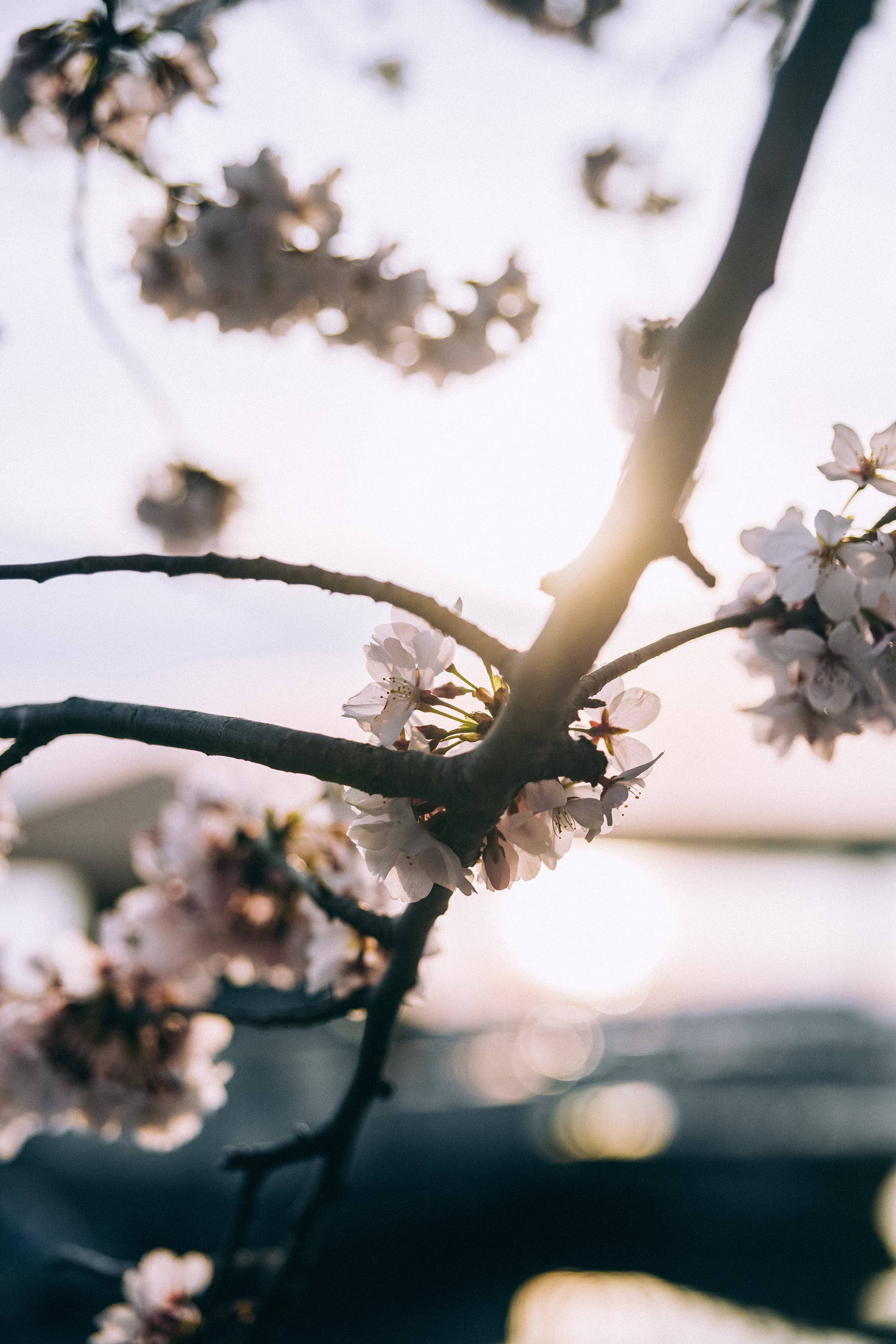 Cherry Blossom In The Winter Wallpapers