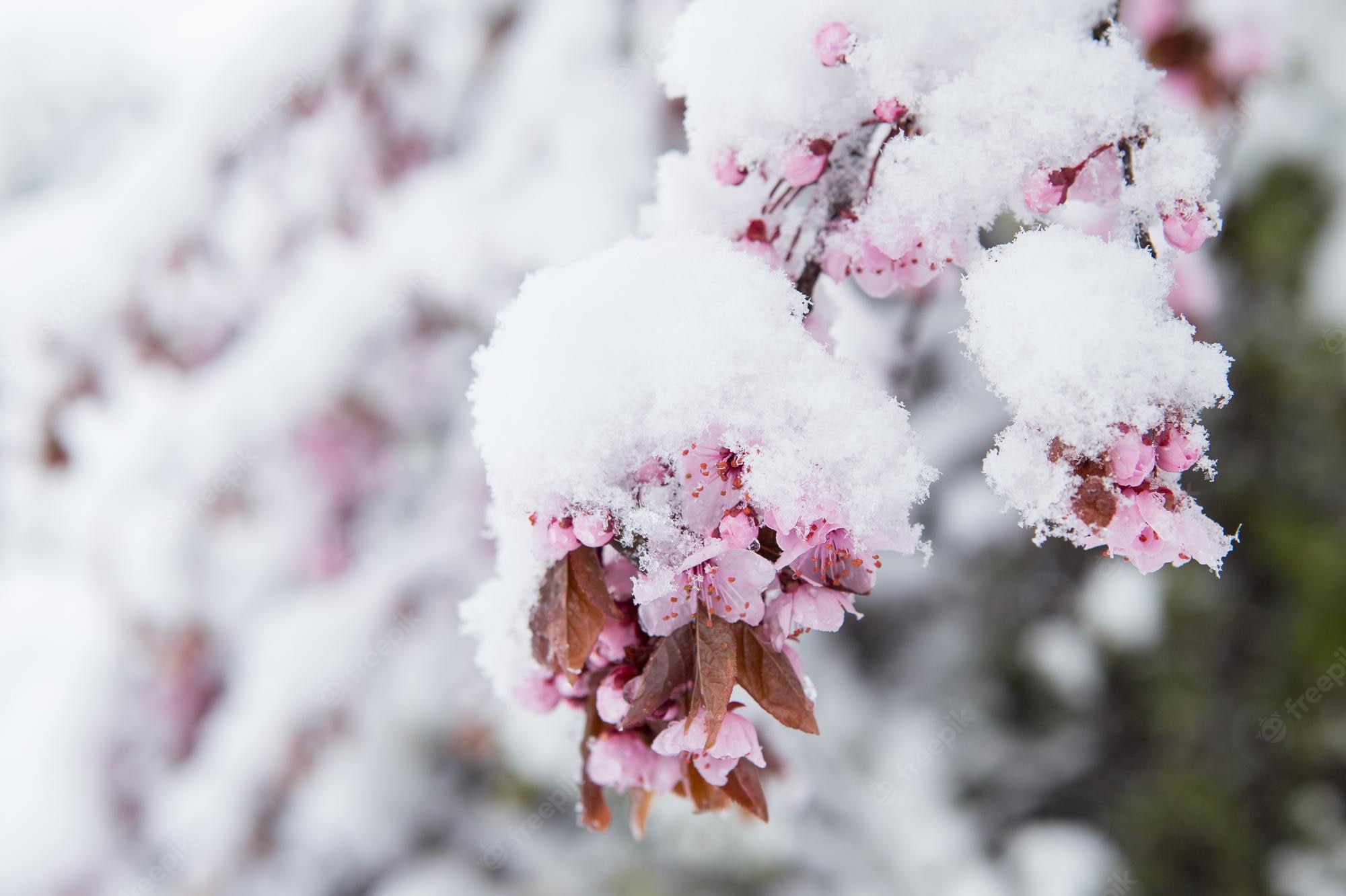 Cherry Blossom In The Winter Wallpapers