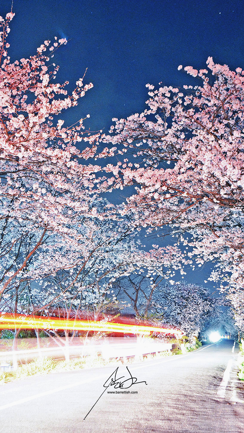 Cherry Blossom In The Winter Wallpapers