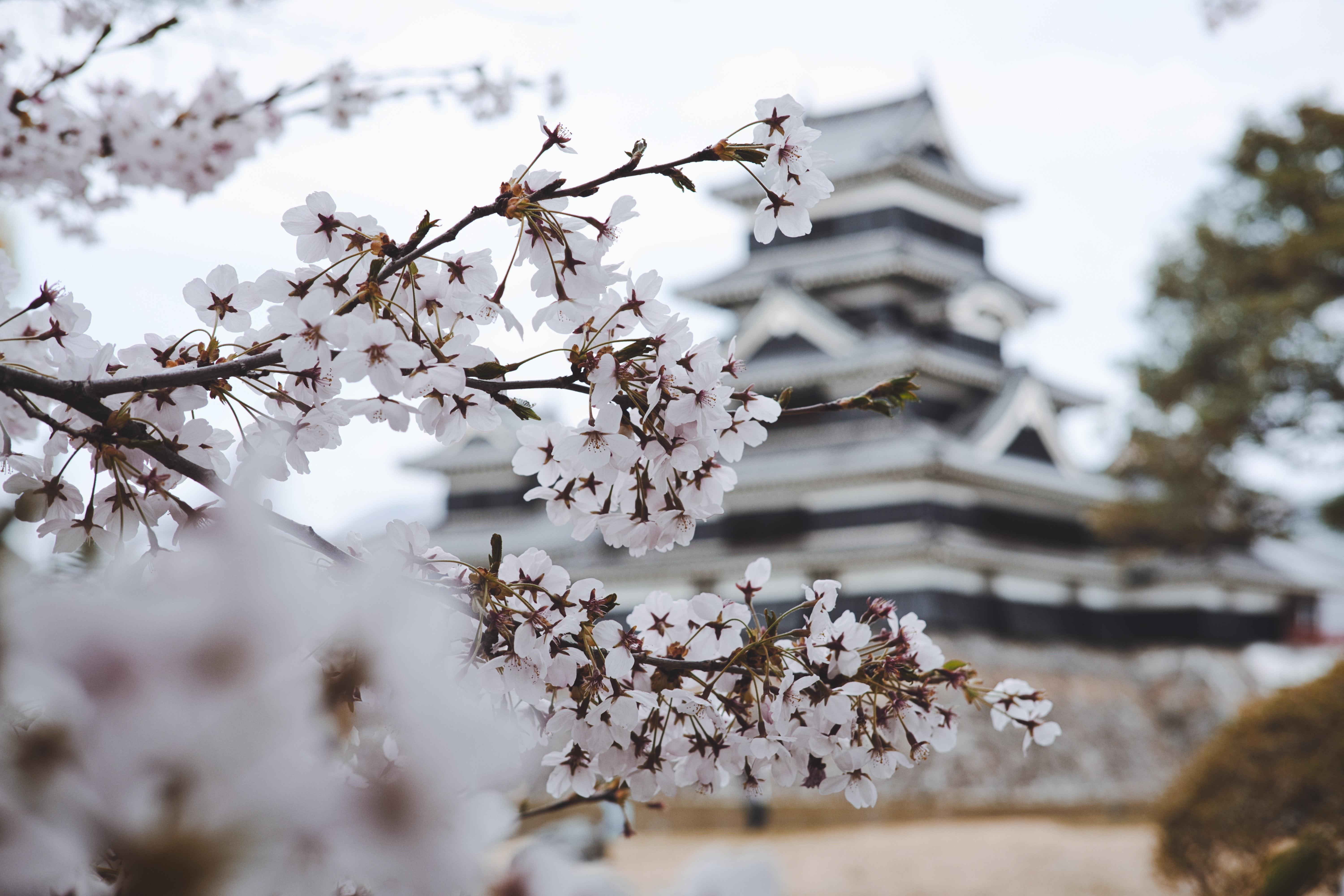 Cherry Blossom In The Winter Wallpapers