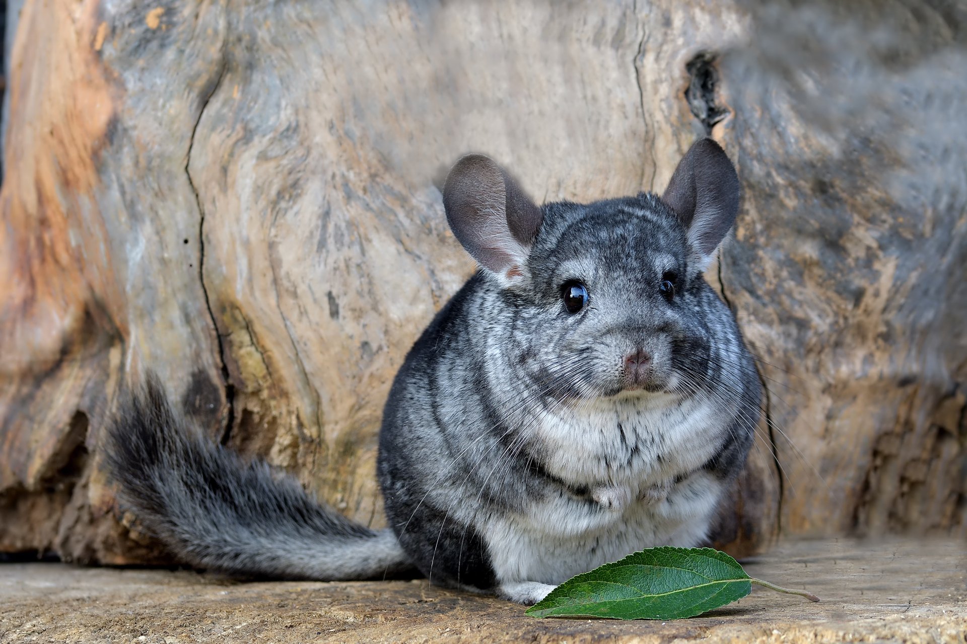 Chinchilla Wallpapers