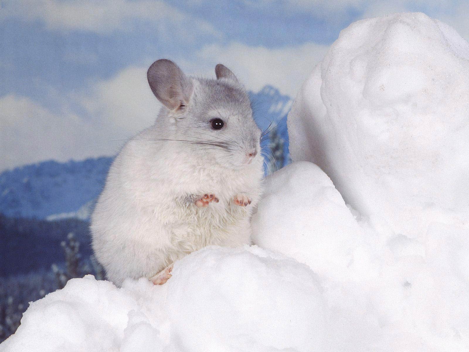 Chinchilla Wallpapers