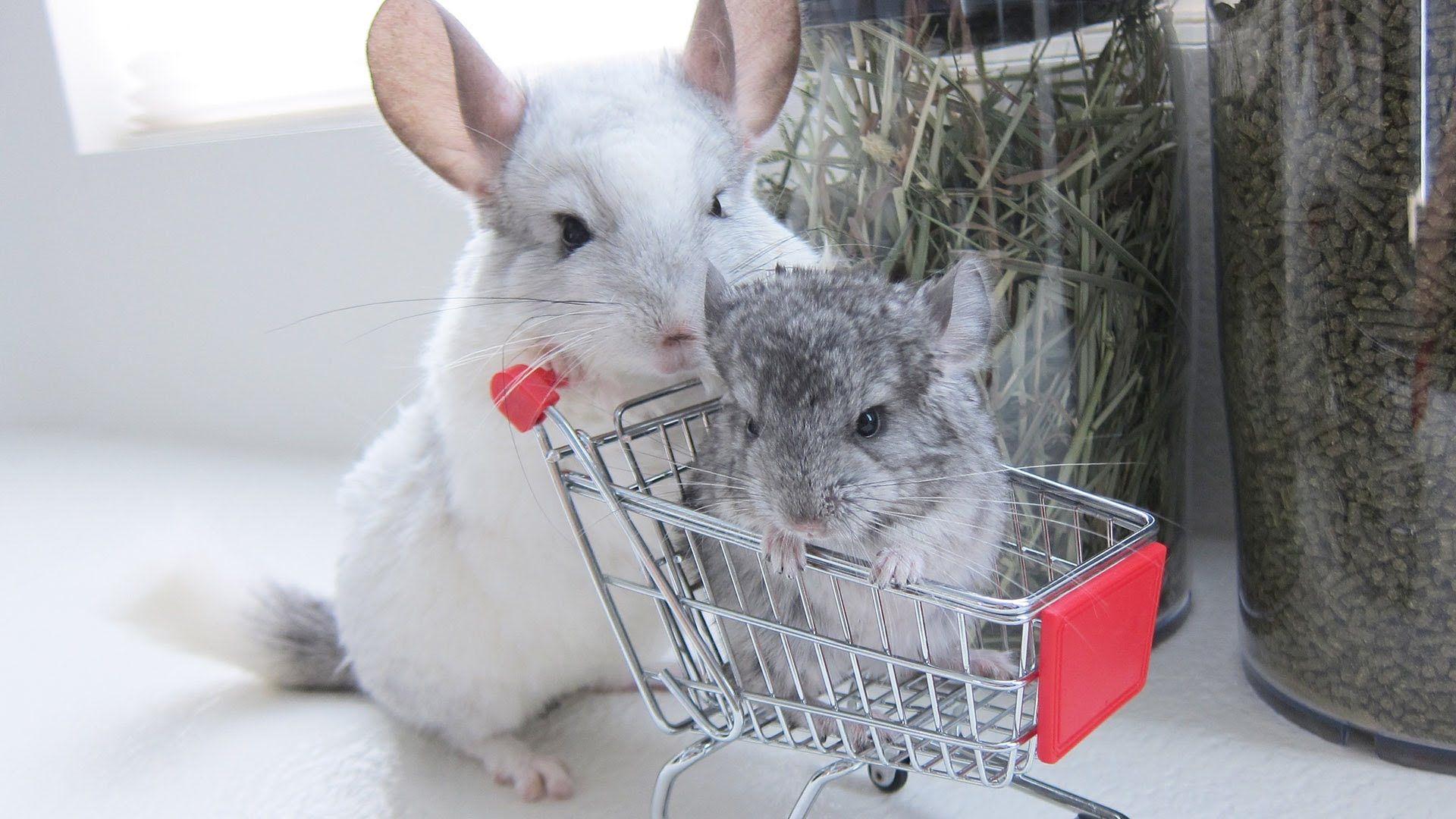 Chinchilla Wallpapers