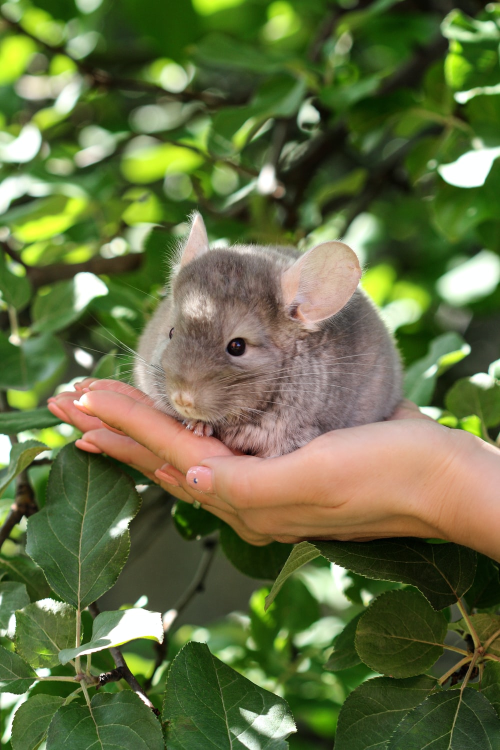 Chinchilla Wallpapers