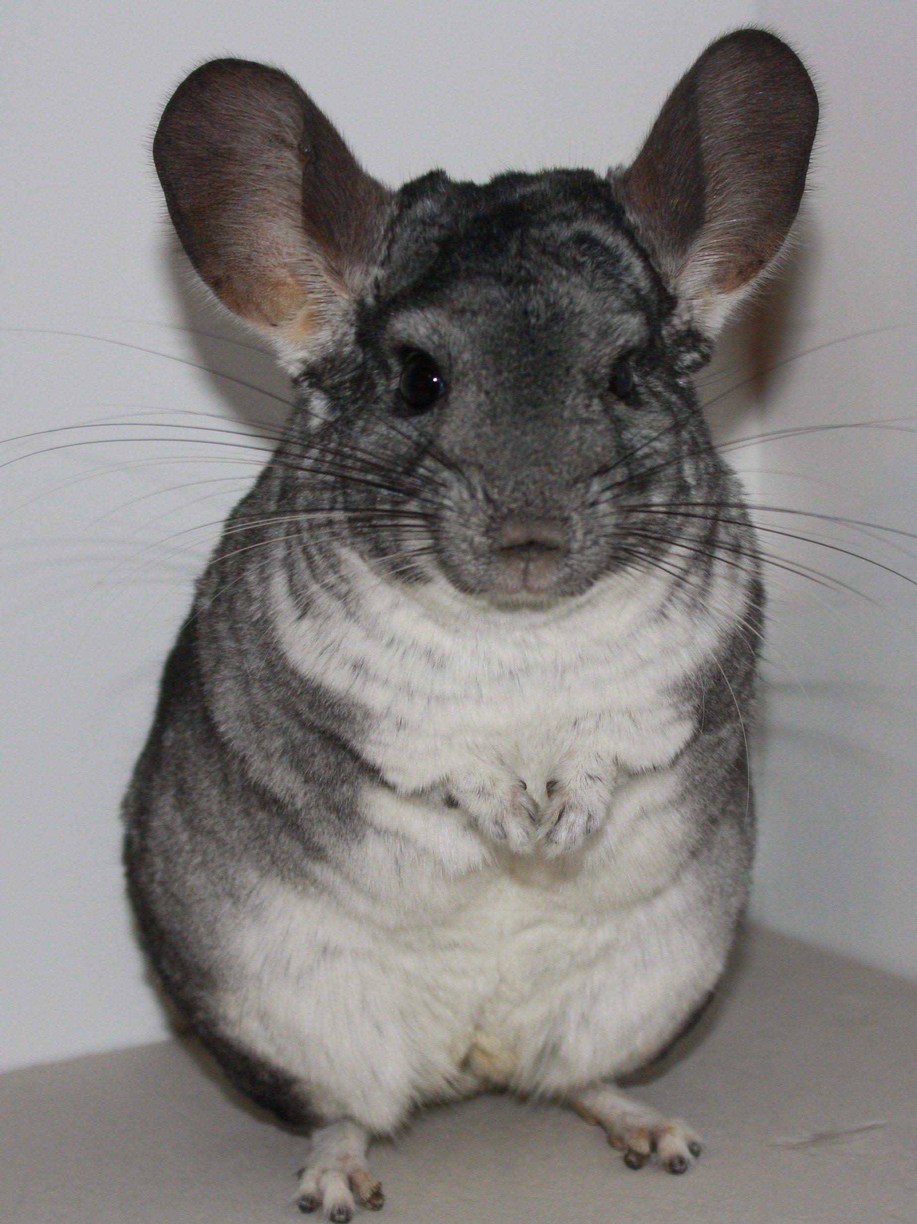 Chinchilla Wallpapers