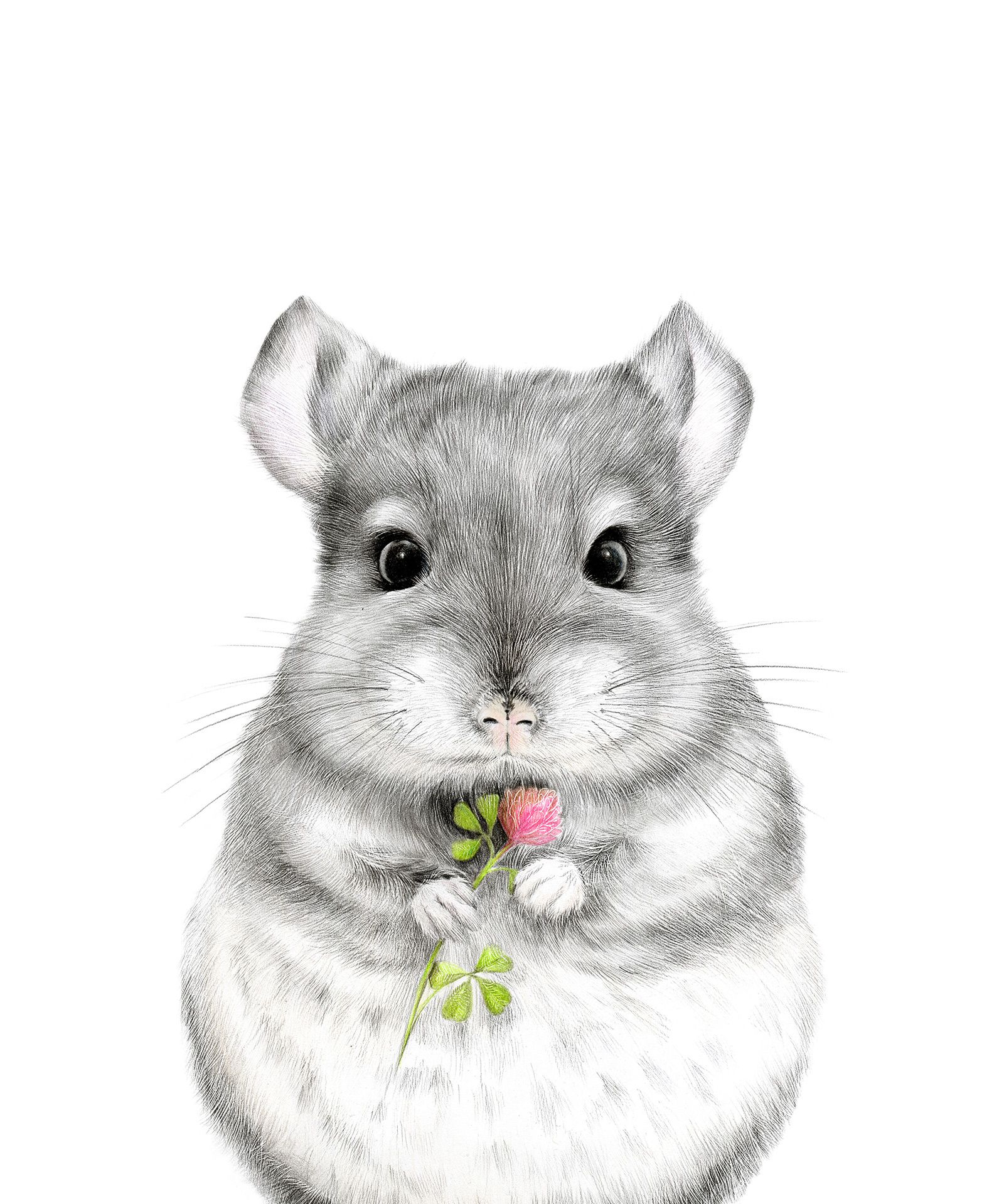 Chinchilla Wallpapers