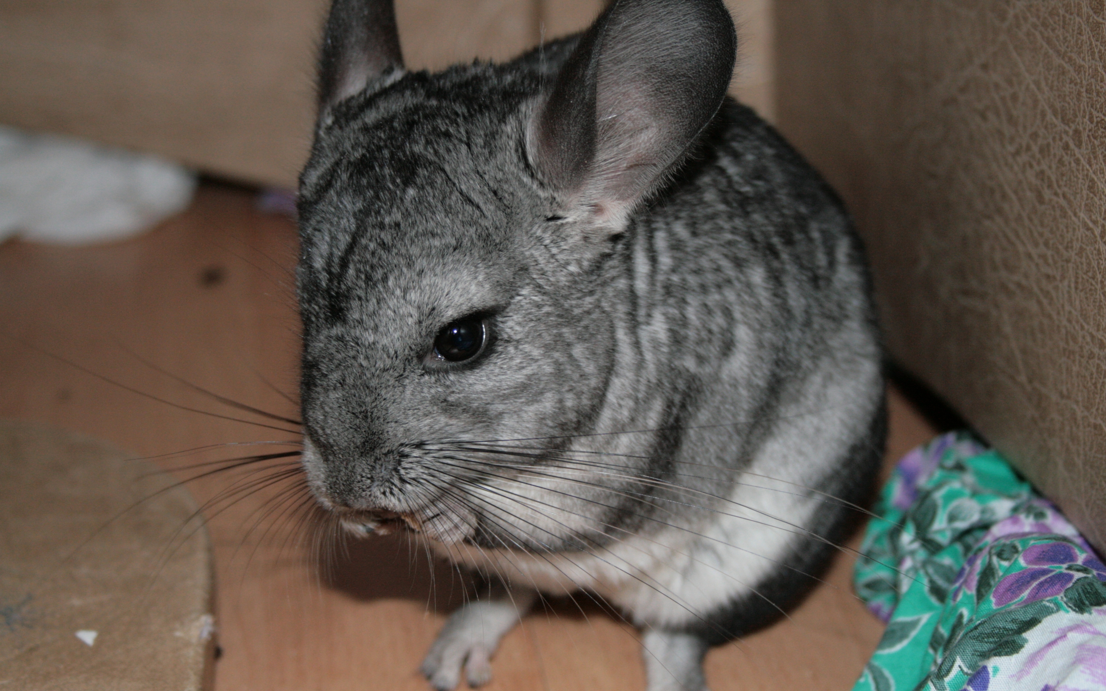 Chinchilla Wallpapers