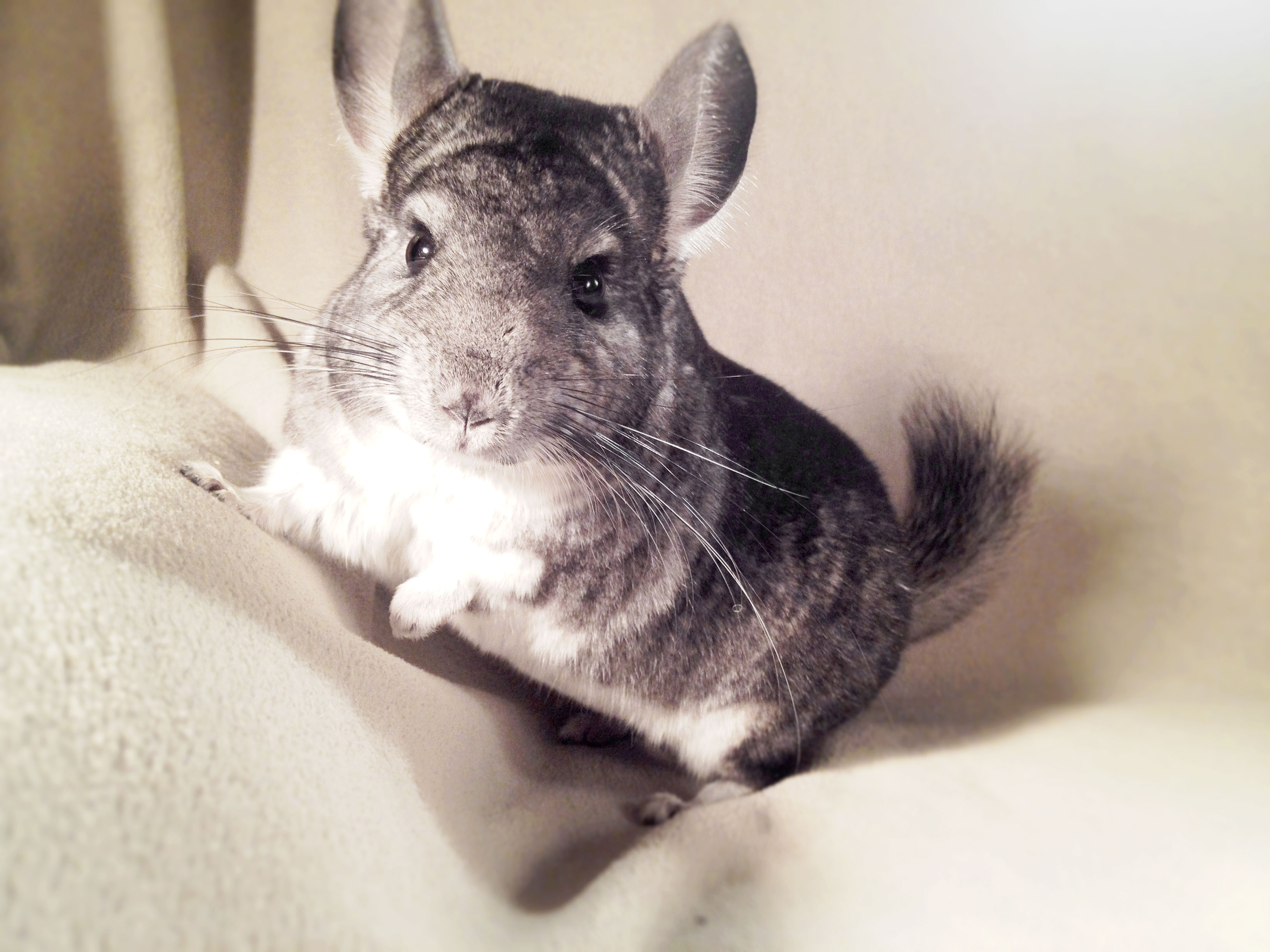 Chinchilla Wallpapers