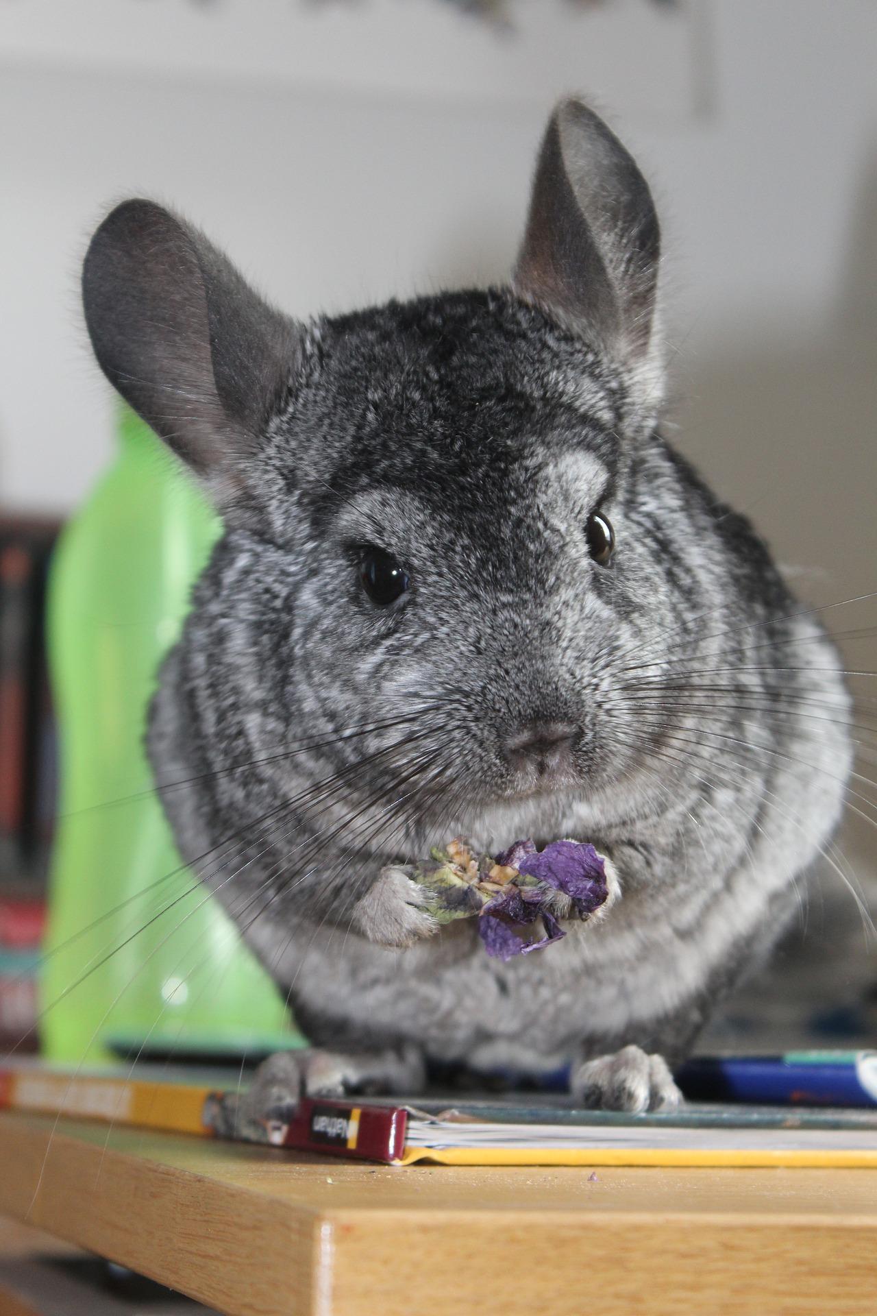 Chinchilla Wallpapers