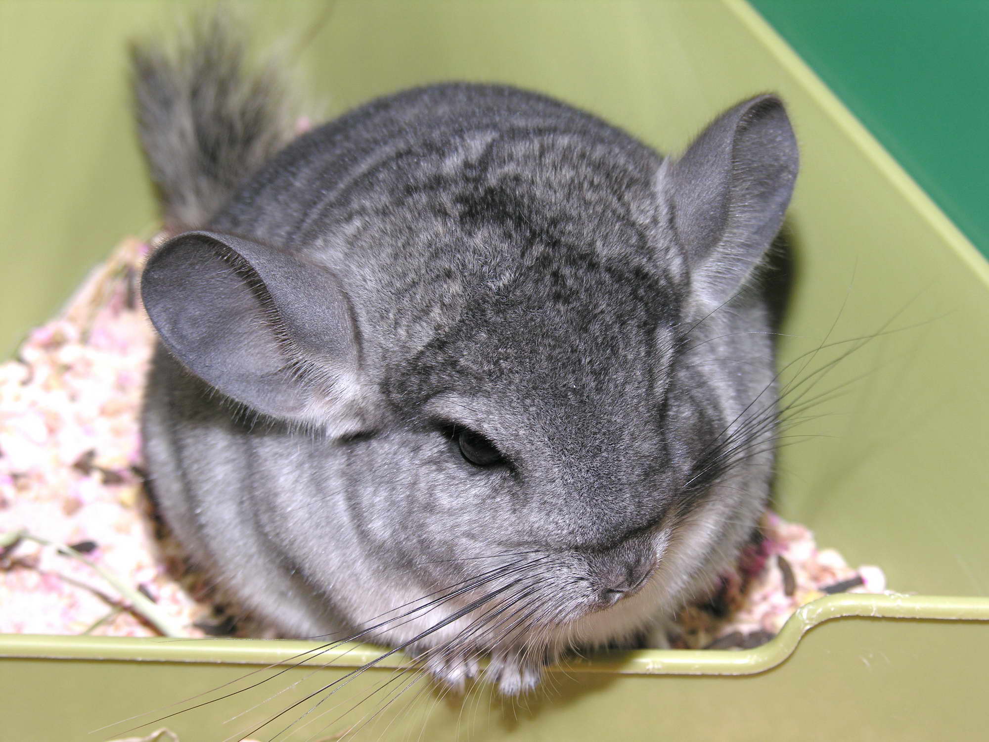 Chinchilla Wallpapers