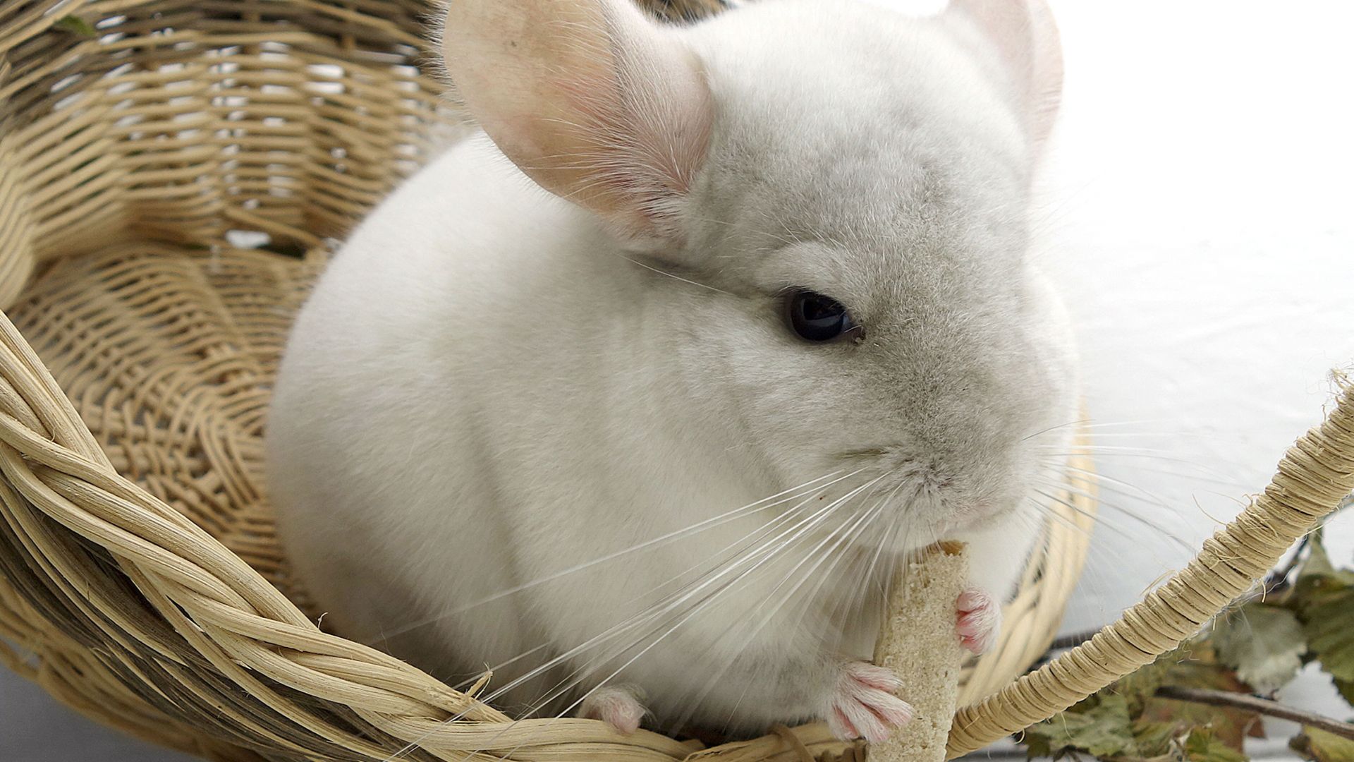 Chinchilla Wallpapers