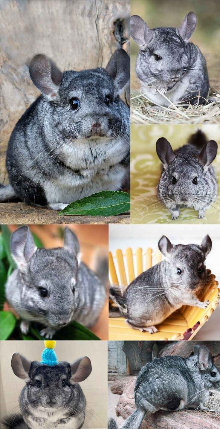 Chinchilla Wallpapers