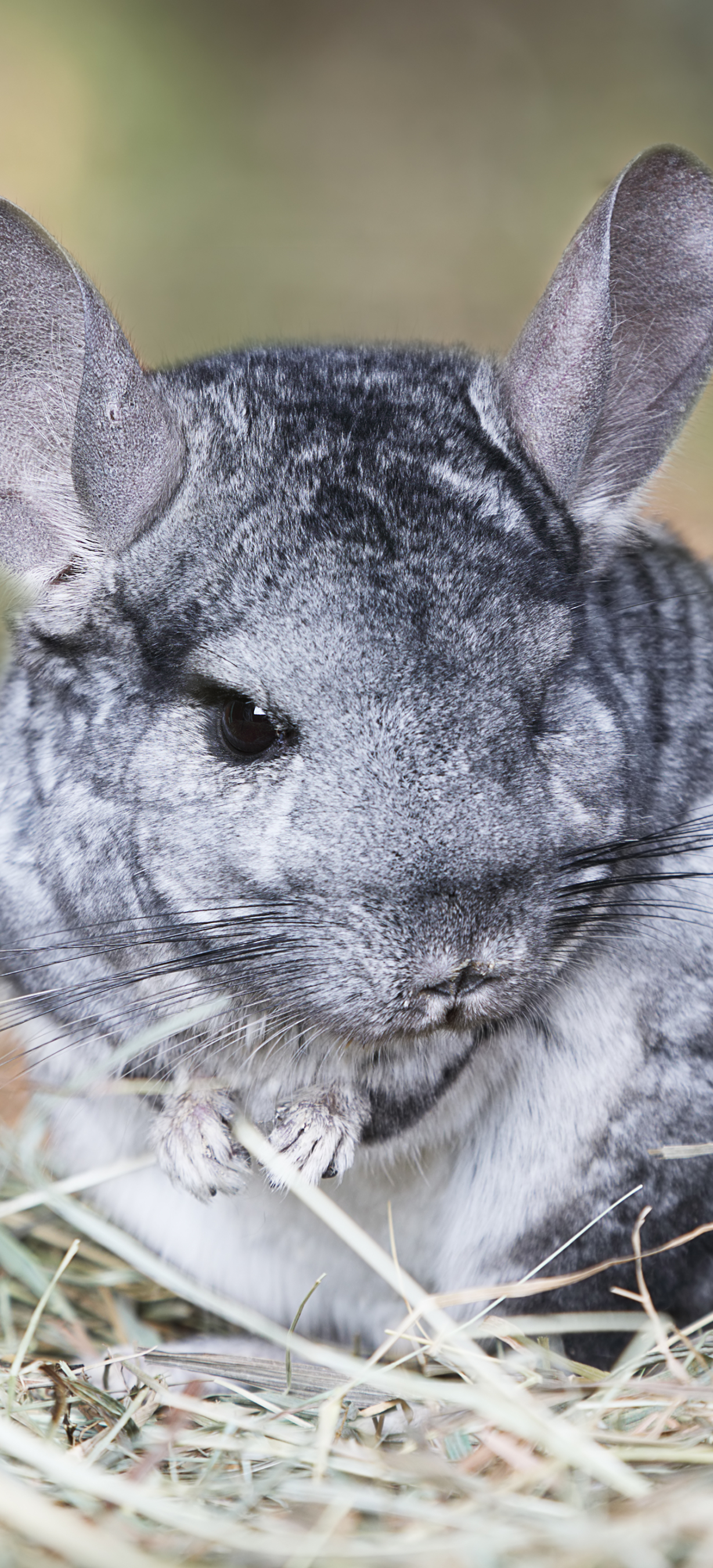 Chinchilla Wallpapers