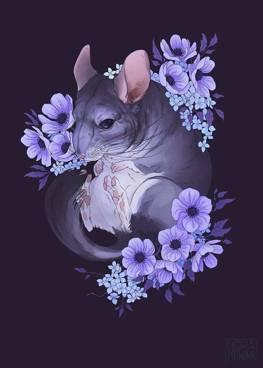 Chinchilla Wallpapers