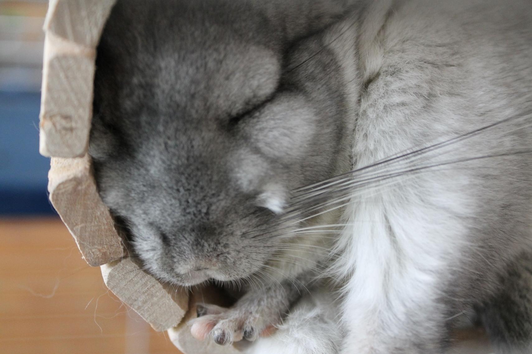 Chinchilla Wallpapers