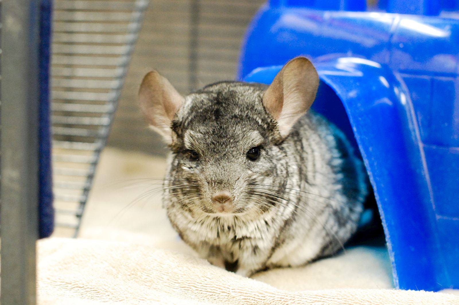 Chinchilla Wallpapers