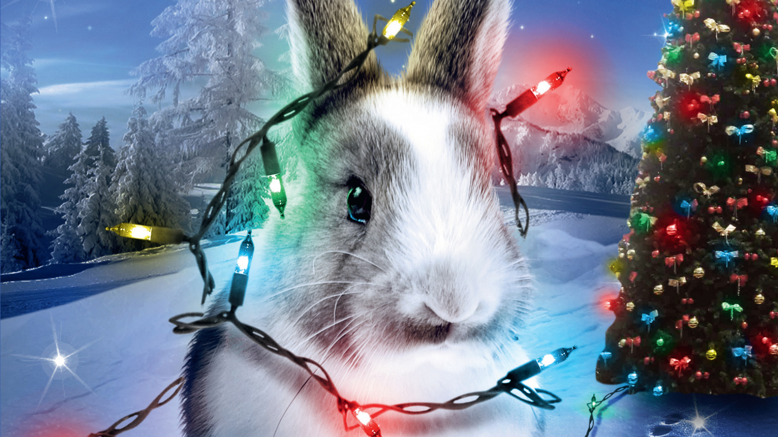 Christmas Bunny Wallpapers