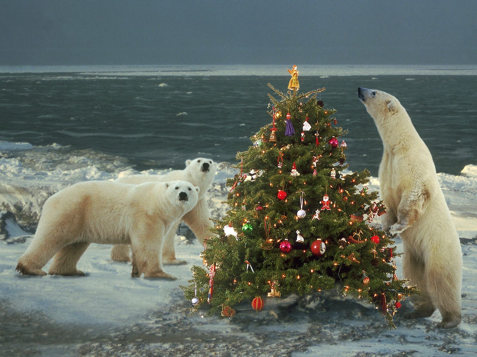 Christmas Polar Bear Wallpapers