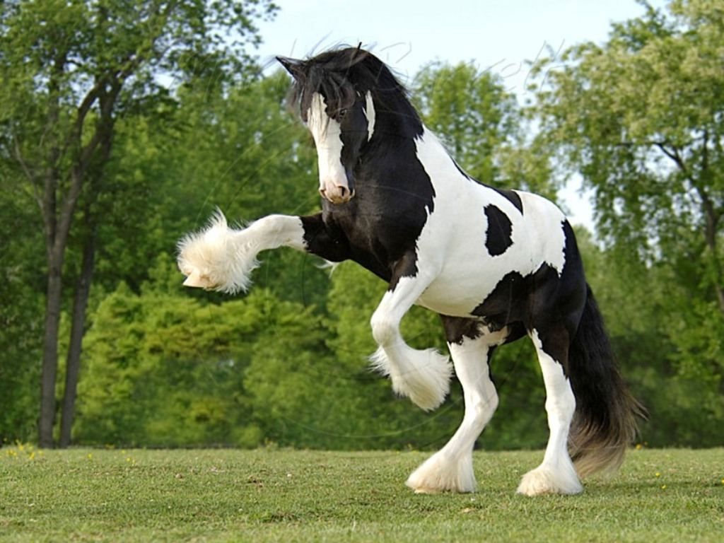 Clydesdale Wallpapers