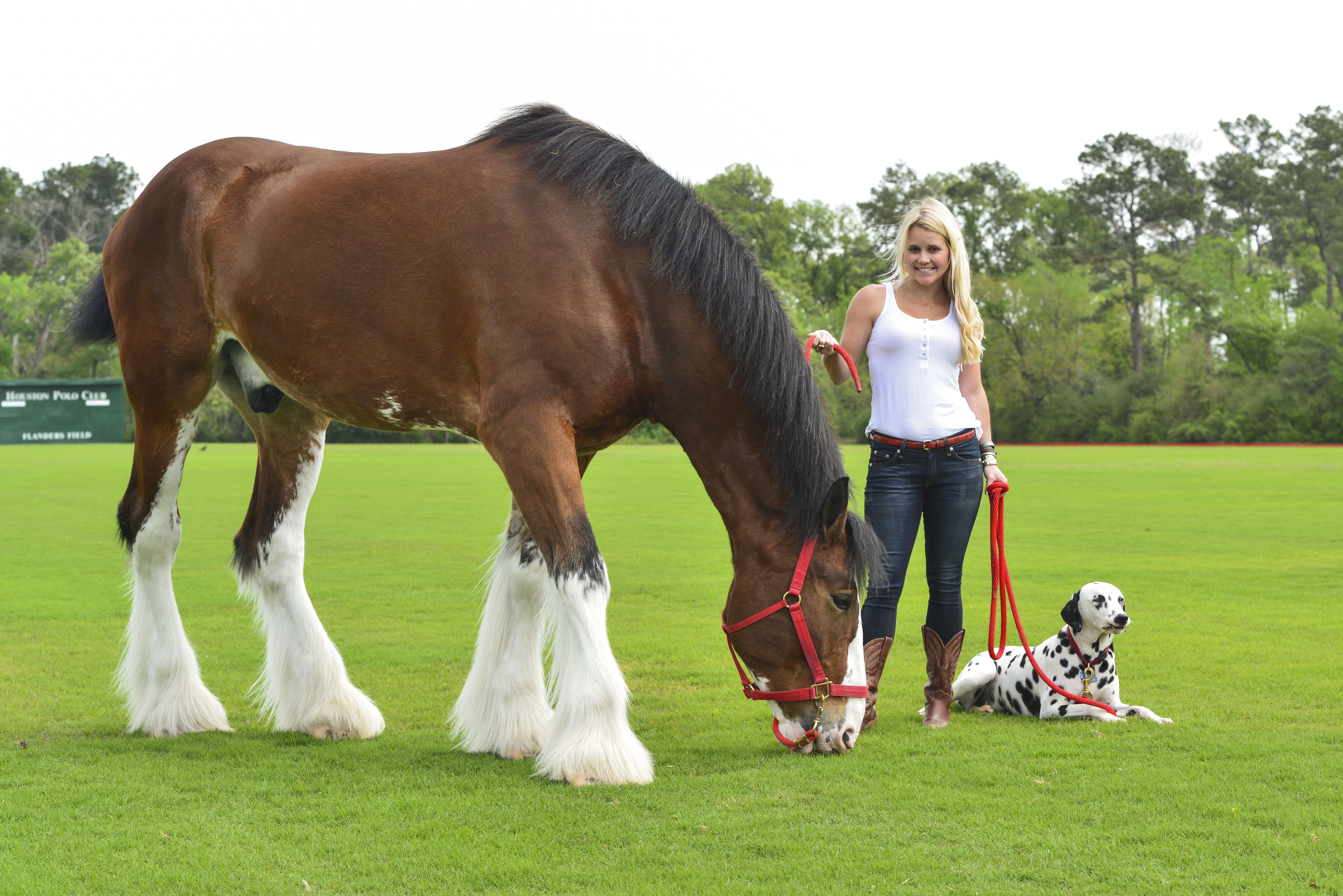 Clydesdale Wallpapers