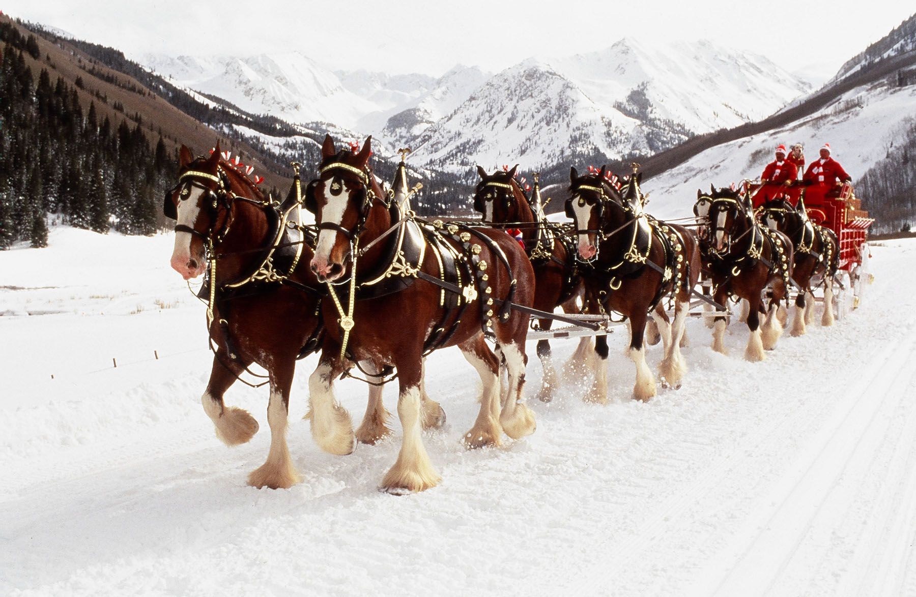 Clydesdale Wallpapers