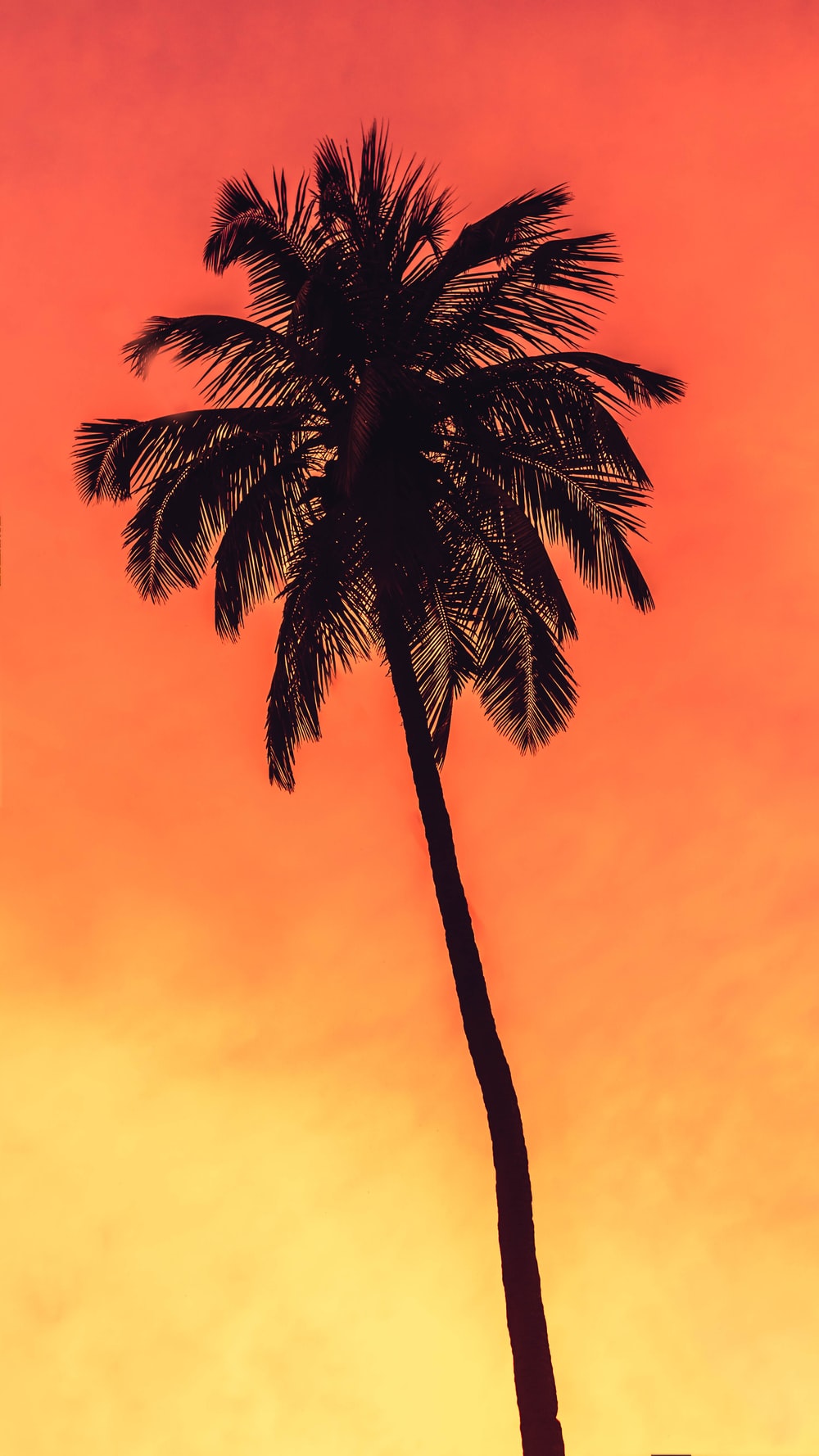 Coconut Tree Wallpapers