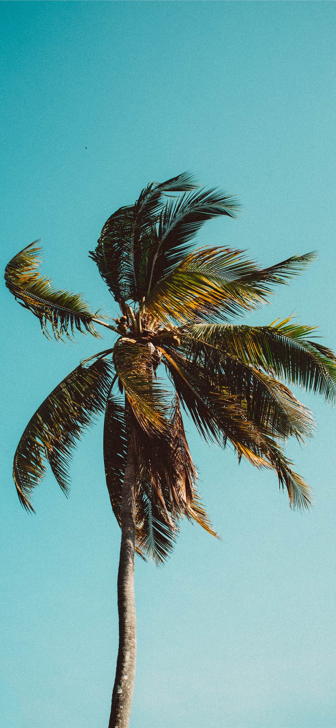 Coconut Tree Wallpapers