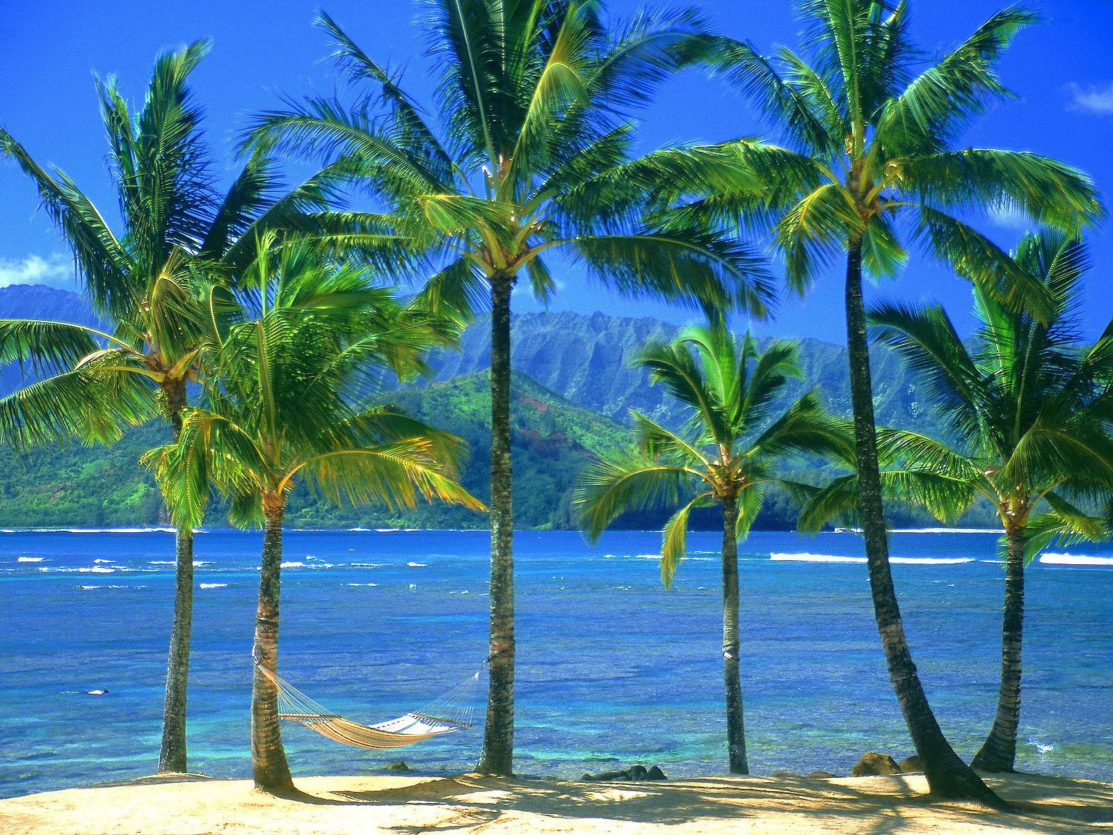 Coconut Tree Wallpapers