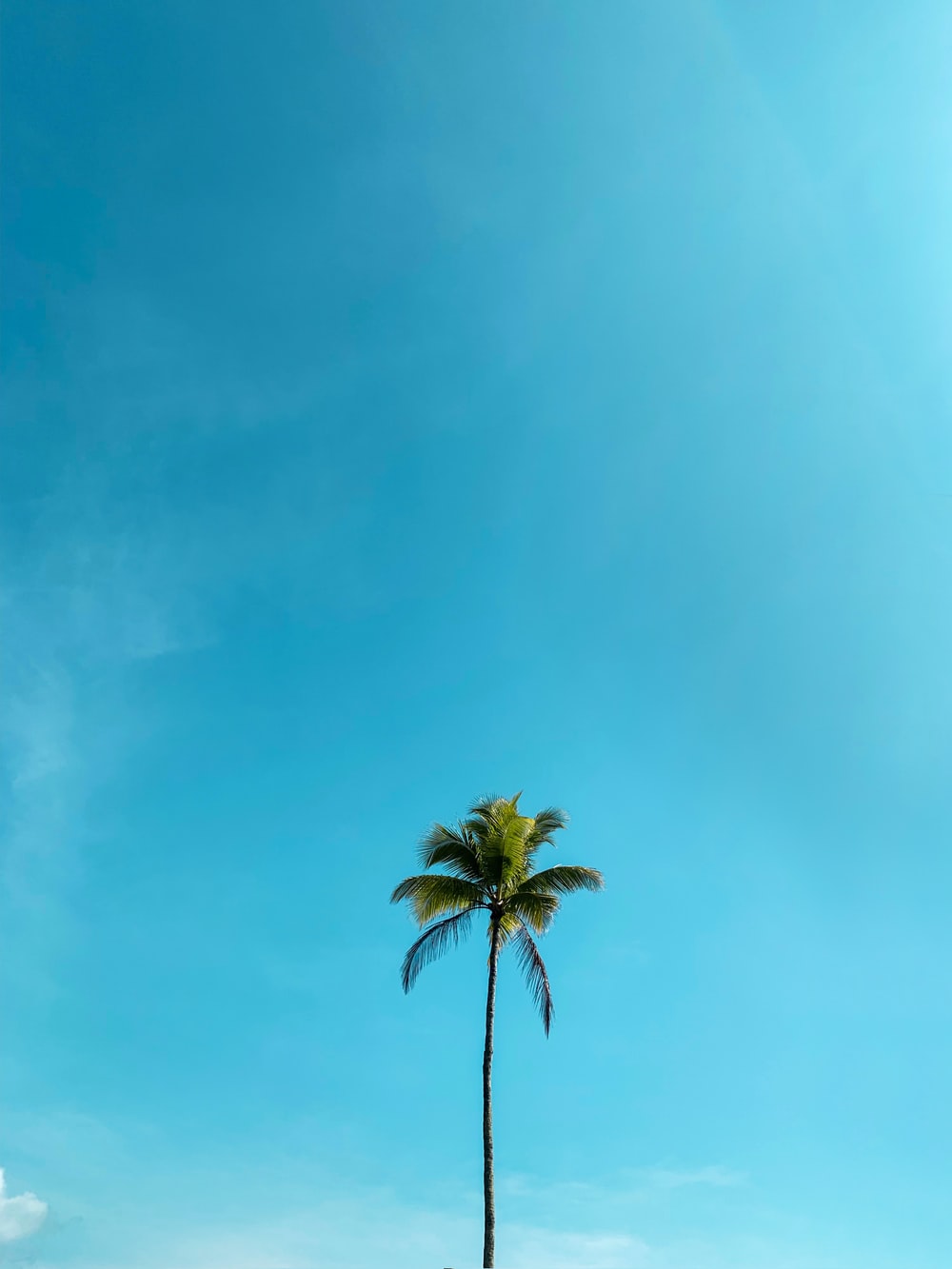 Coconut Tree Wallpapers