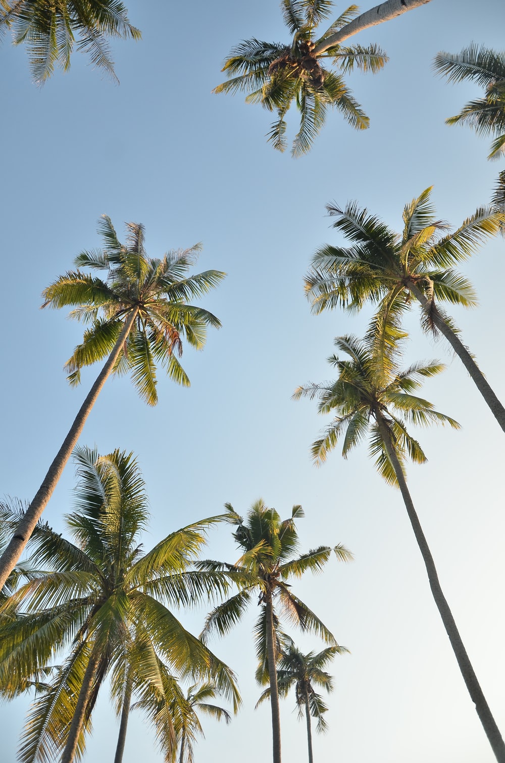 Coconut Tree Wallpapers